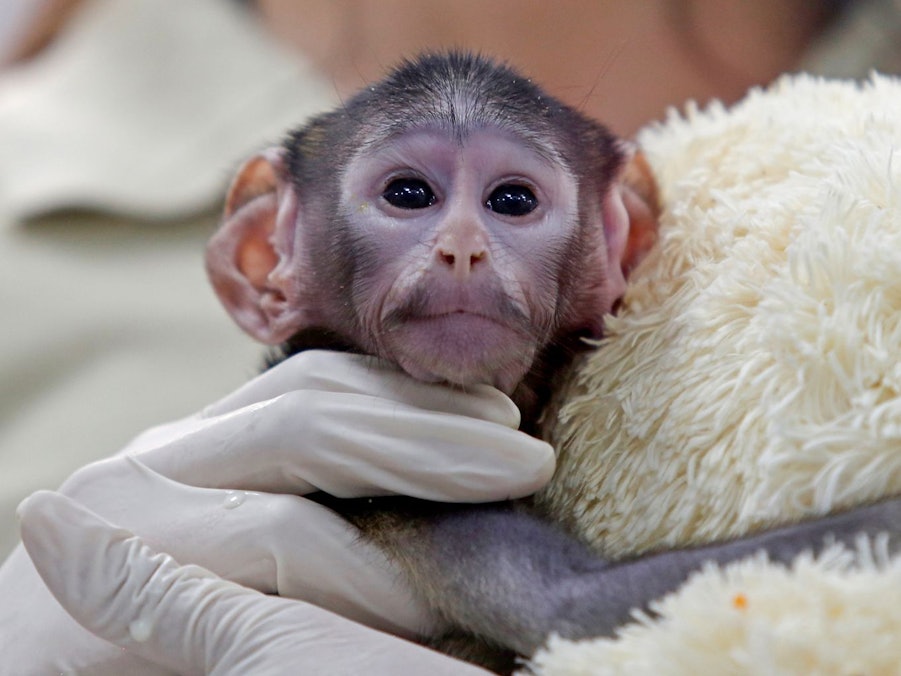 Husarenaffen-Baby Yuji