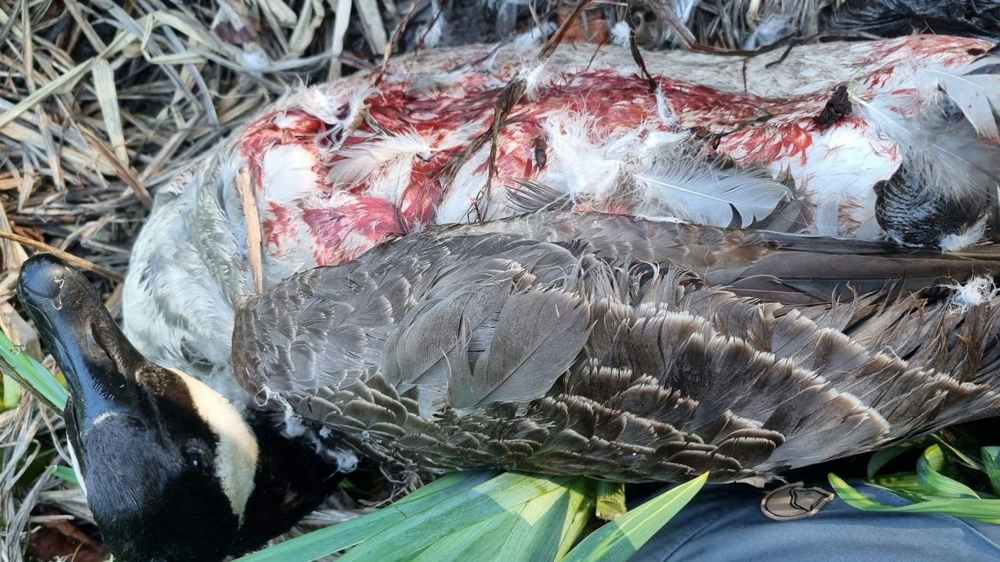 Eine Gans mit blutigem Gefieder liegt auf dem Boden.