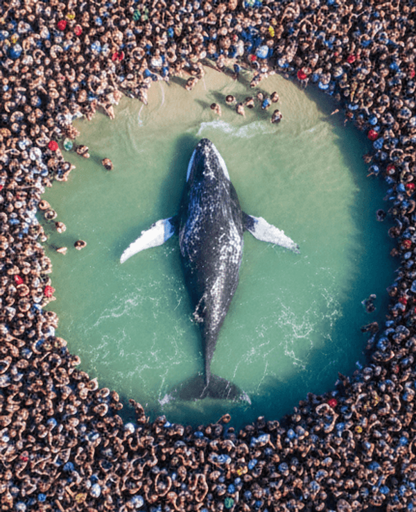 Der Buckelwal in der Ostsee bewegt die Menschen stärker als so manche Weltkrise. Das Symbolbild wurde maschinell mit KI erstellt.