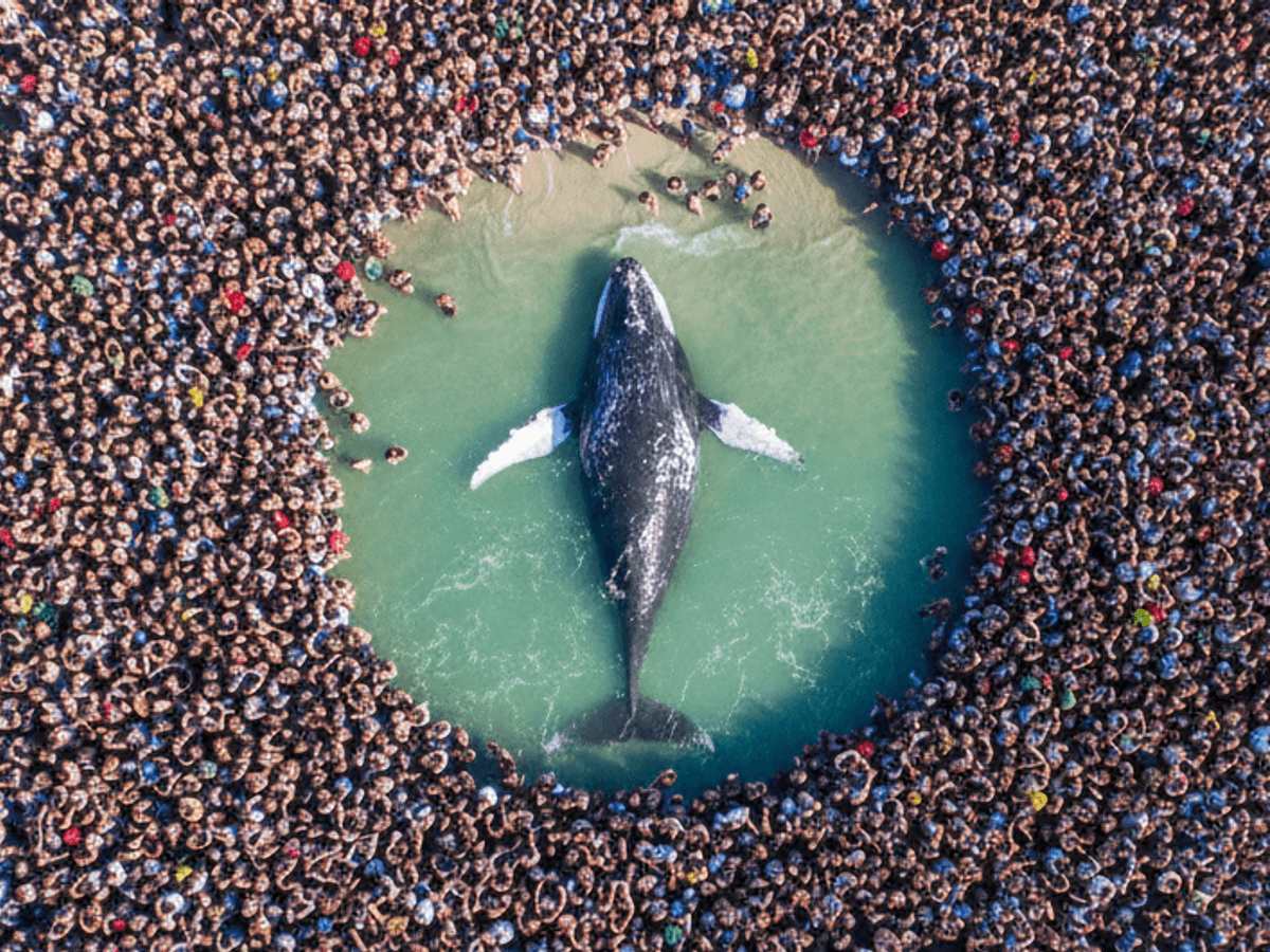 Der Buckelwal in der Ostsee bewegt die Menschen stärker als so manche Weltkrise. Das Symbolbild wurde maschinell mit KI erstellt.