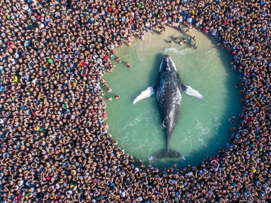 Der Buckelwal in der Ostsee bewegt die Menschen stärker als so manche Weltkrise. Das Symbolbild wurde maschinell mit KI erstellt.