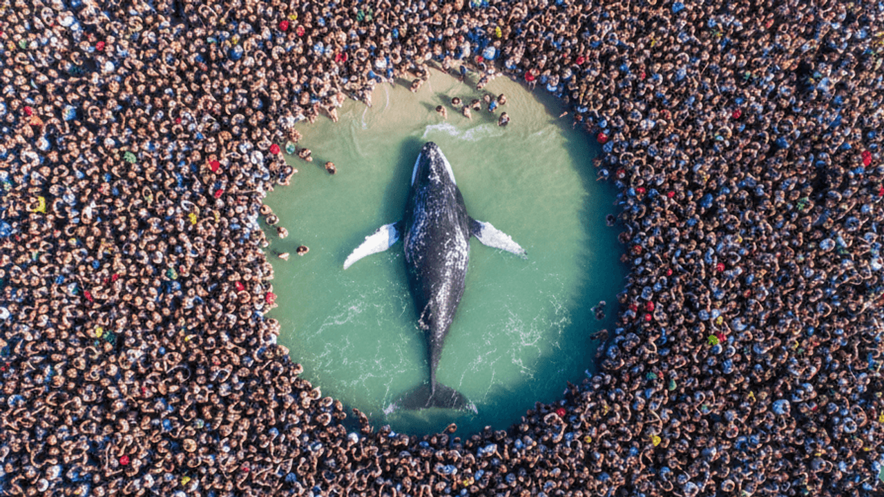 Der Buckelwal in der Ostsee bewegt die Menschen stärker als so manche Weltkrise. Das Symbolbild wurde maschinell mit KI erstellt.
