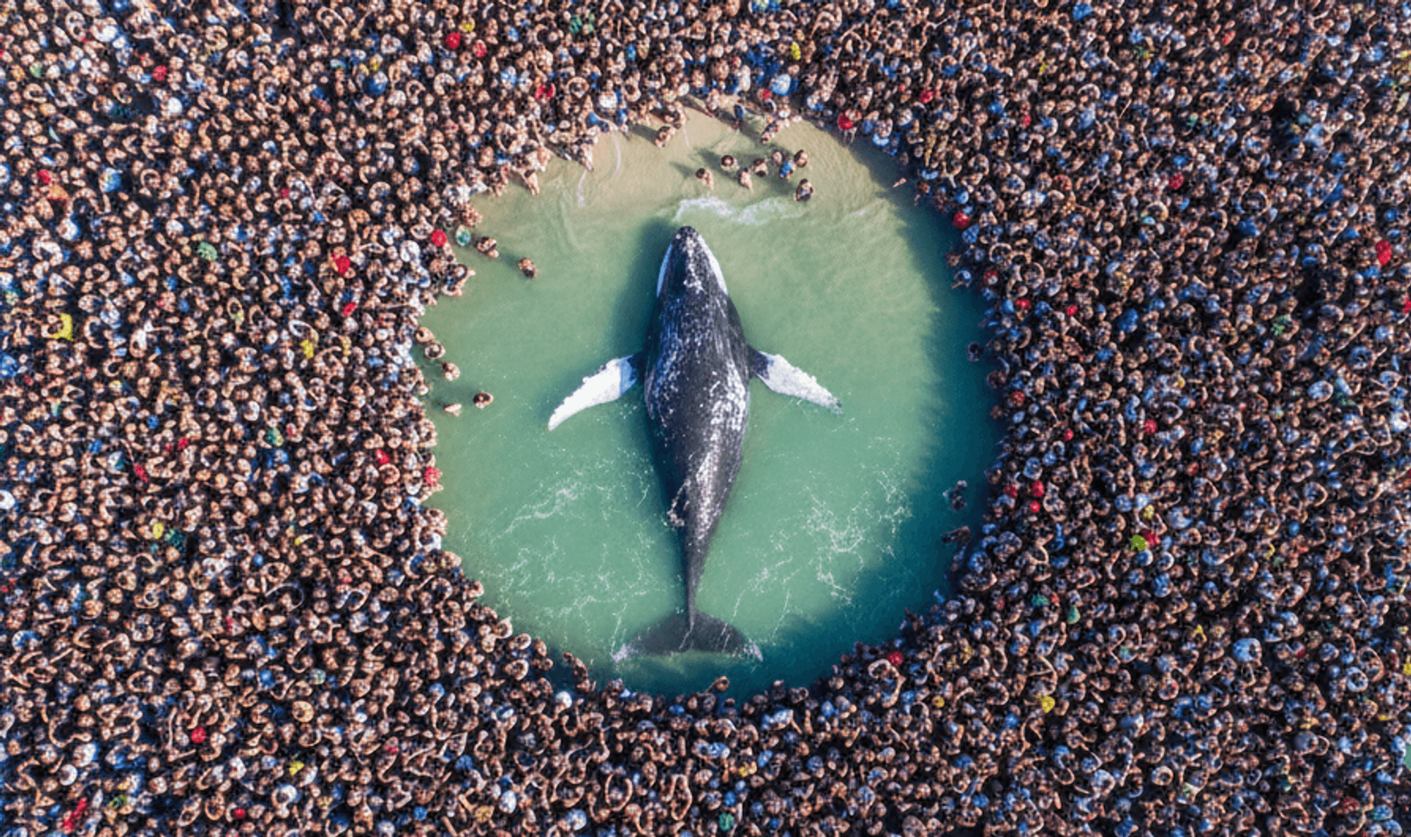 Der Buckelwal in der Ostsee bewegt die Menschen stärker als so manche Weltkrise. Das Symbolbild wurde maschinell mit KI erstellt.