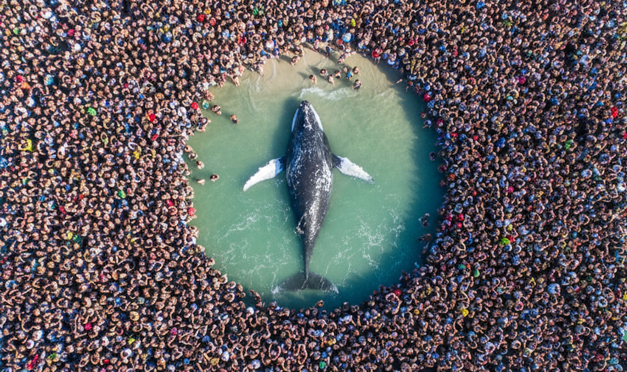 Der Buckelwal in der Ostsee bewegt die Menschen stärker als so manche Weltkrise. Das Symbolbild wurde maschinell mit KI erstellt.