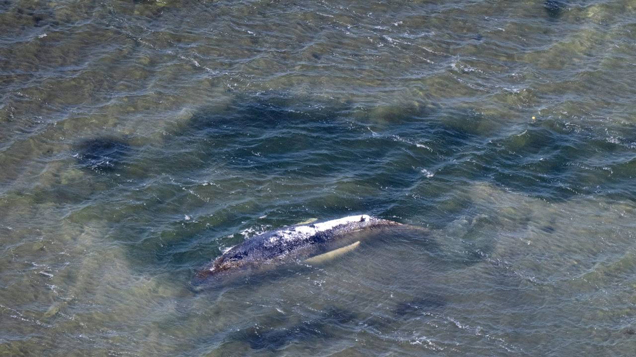 Eine Rinne in der Kirchsee vor der Insel Poel führt vom Wal in tieferes Gewässer (Aufnahme aus einem Flugzeug).