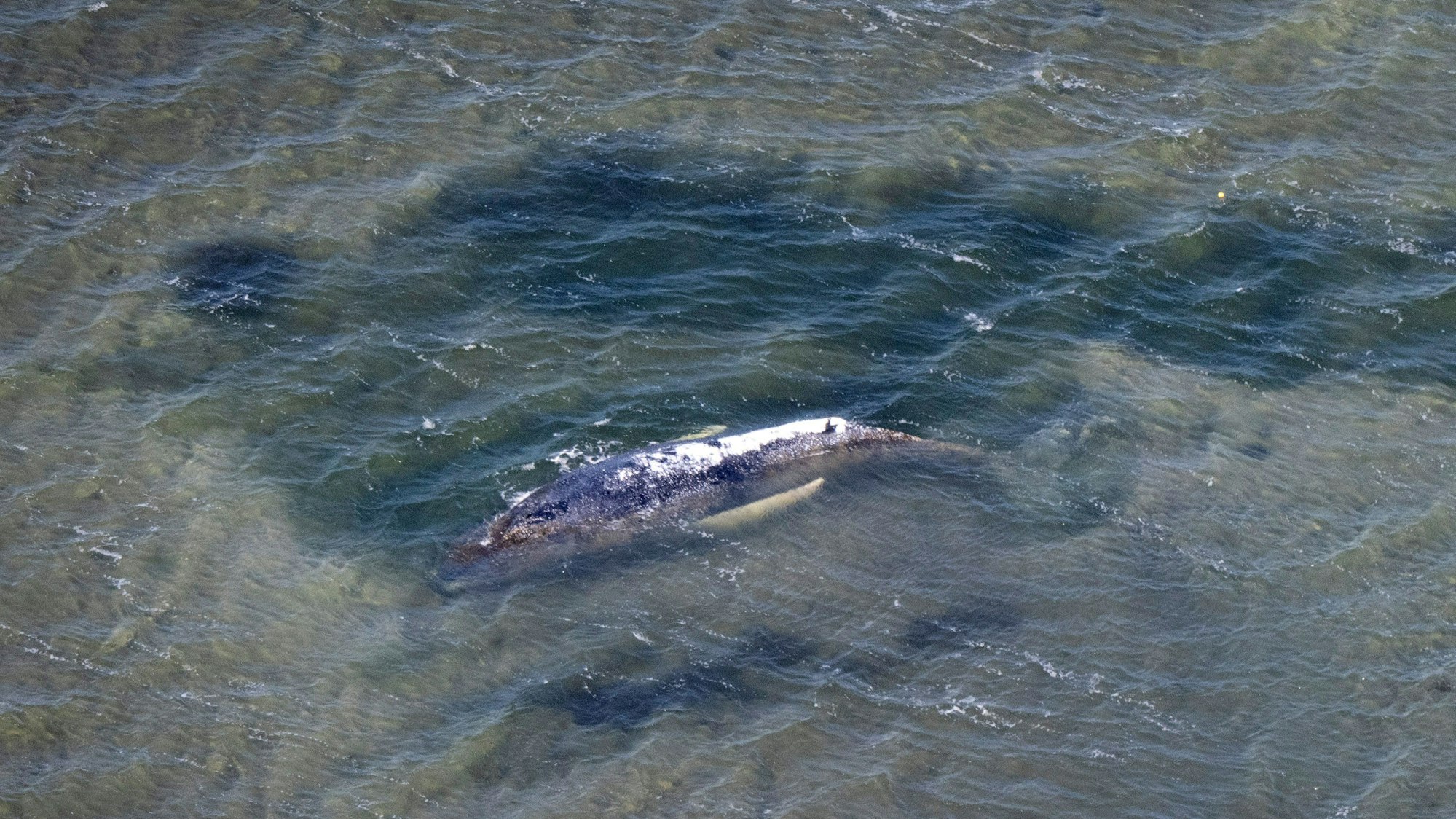 Eine Rinne in der Kirchsee vor der Insel Poel führt vom Wal in tieferes Gewässer (Aufnahme aus einem Flugzeug).
