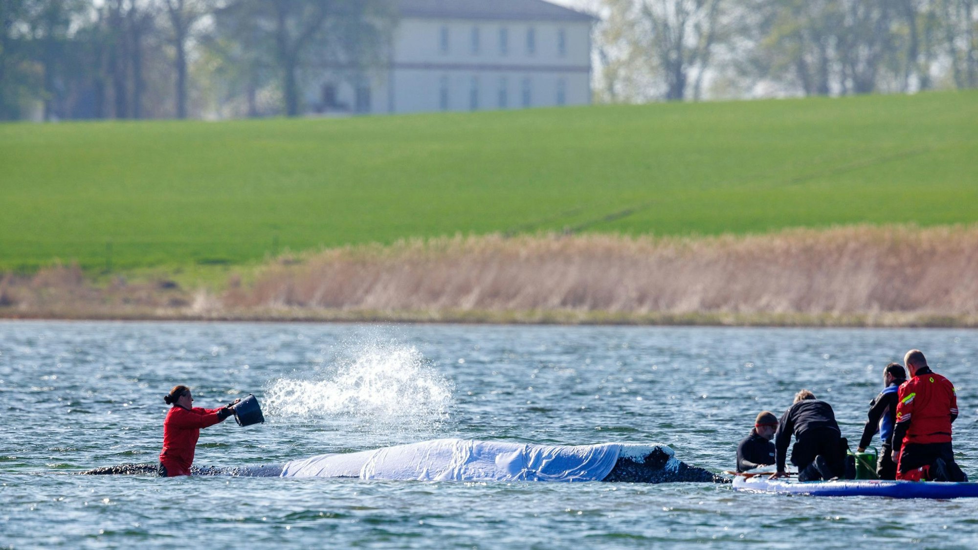 Vermeintlich ruhiger Wal im Trubel - Was fühlt das Tier wirklich?