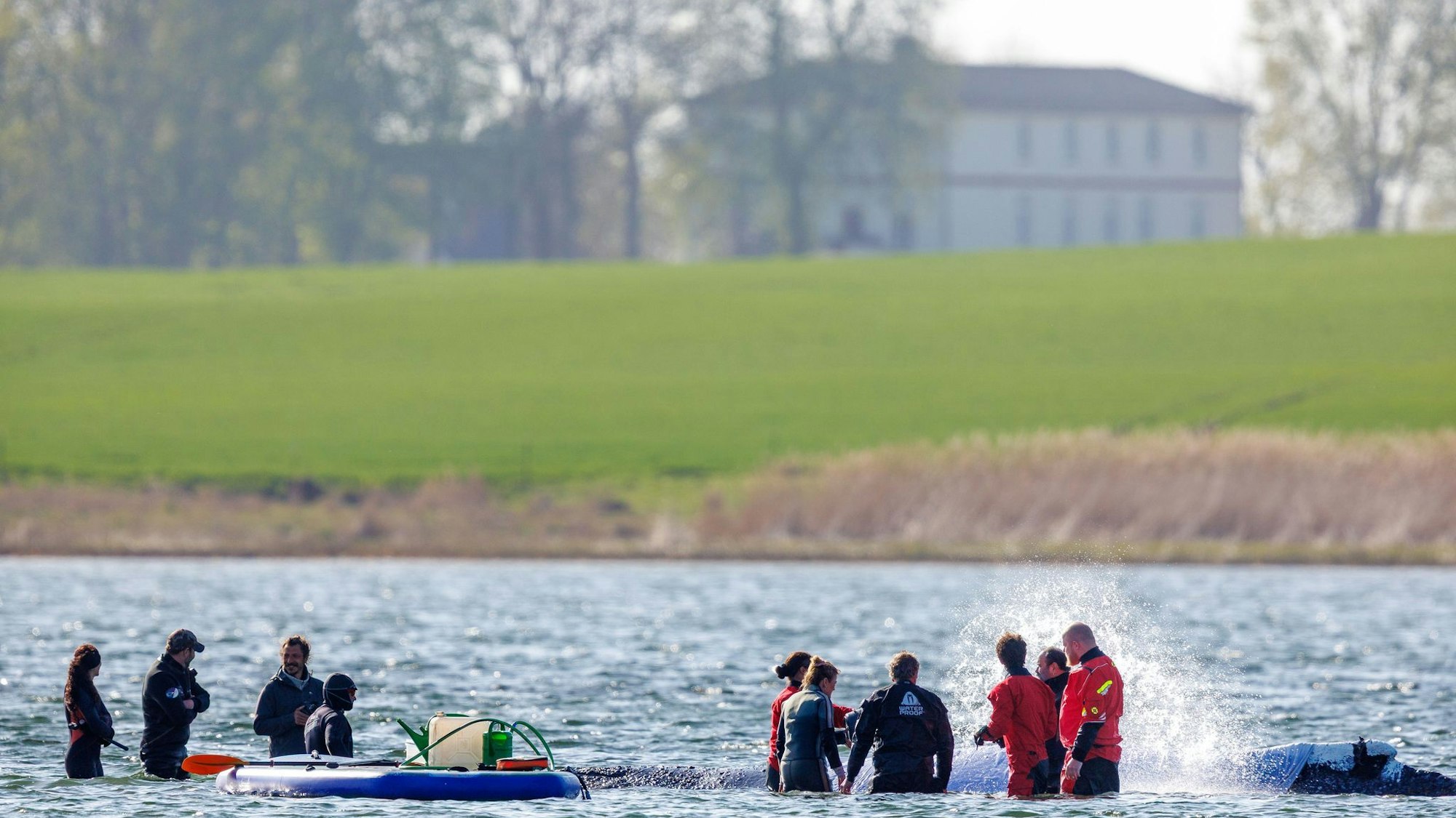 Vermeintlich ruhiger Wal im Trubel - Was fühlt das Tier wirklich?