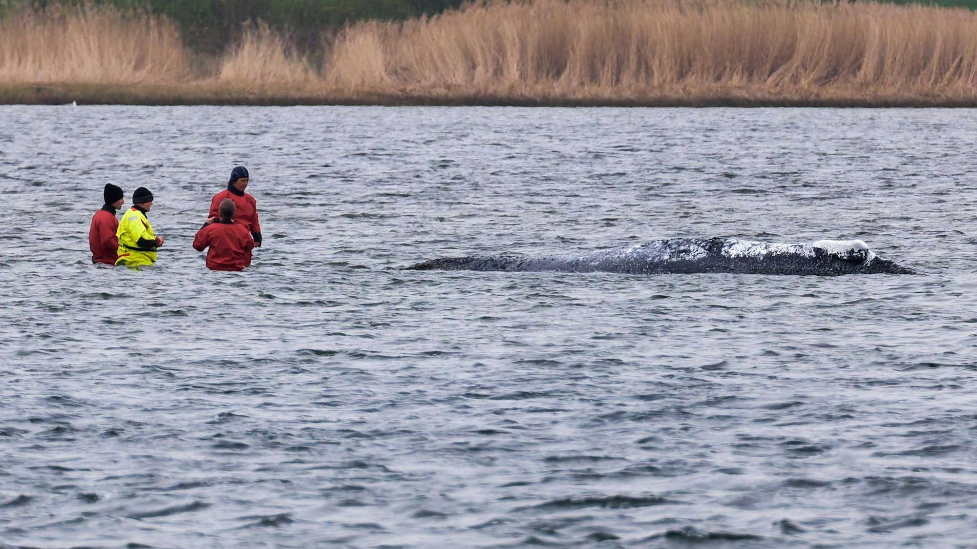 Vermeintlich ruhiger Wal im Trubel - Was fühlt das Tier wirklich?