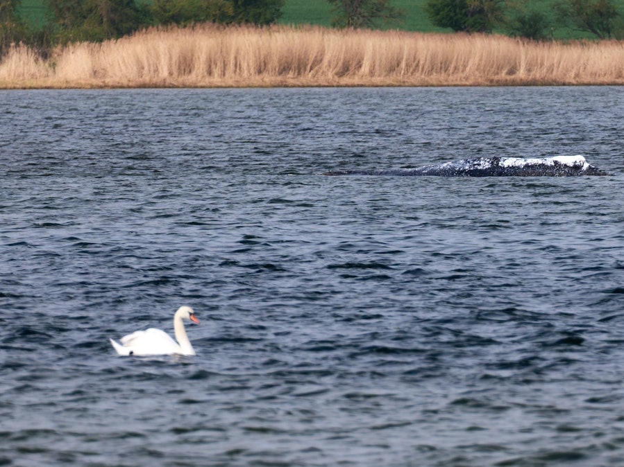 Schwan und Buckelwal Timmy im Wasser