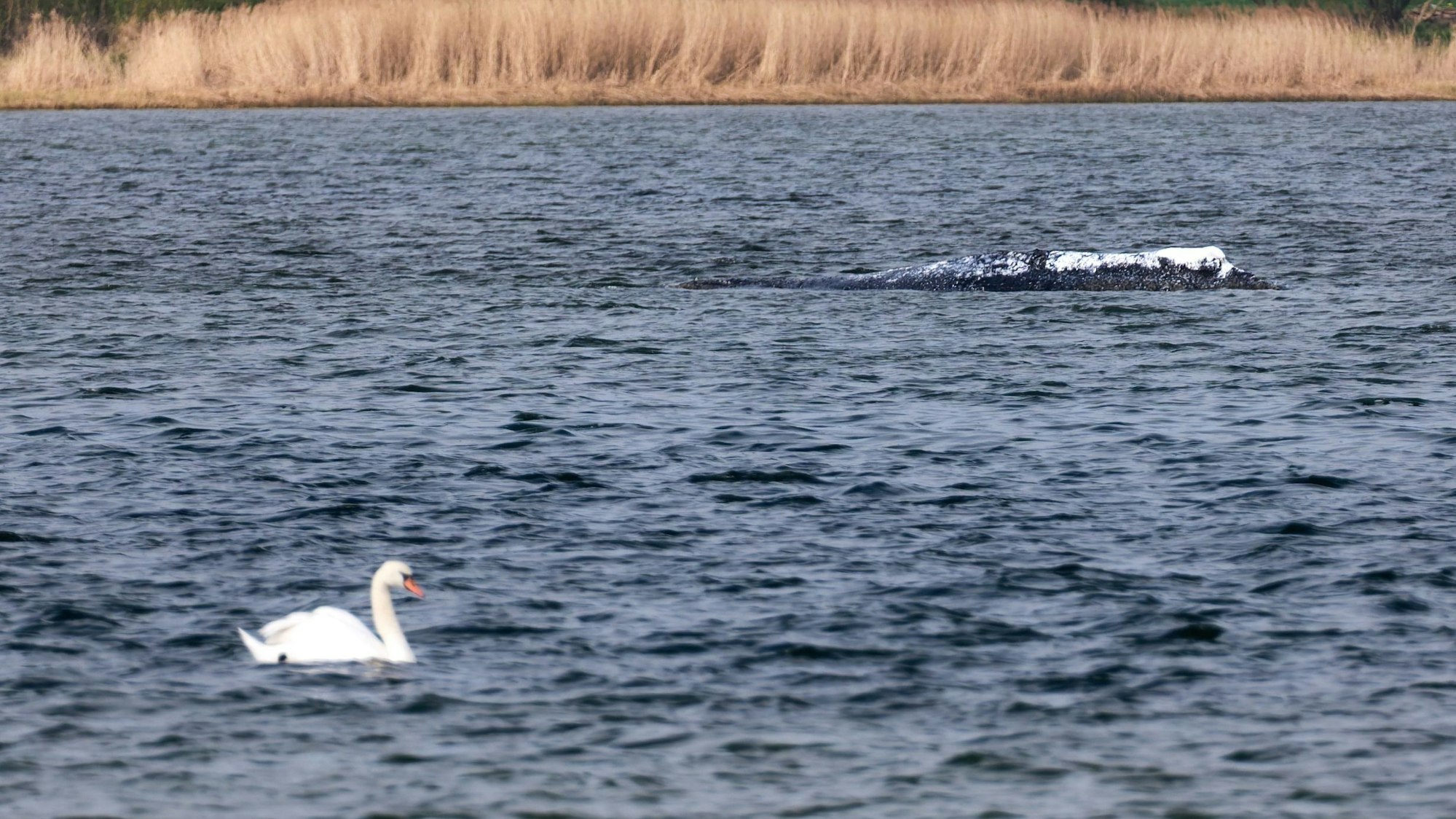 Schwan und Buckelwal Timmy im Wasser