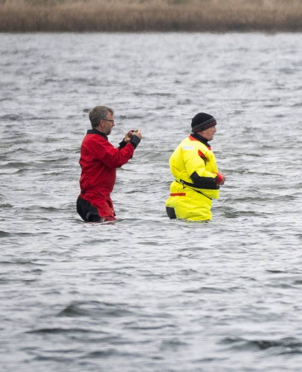 Weitere Entwicklung zum Buckelwal in der Ostsee