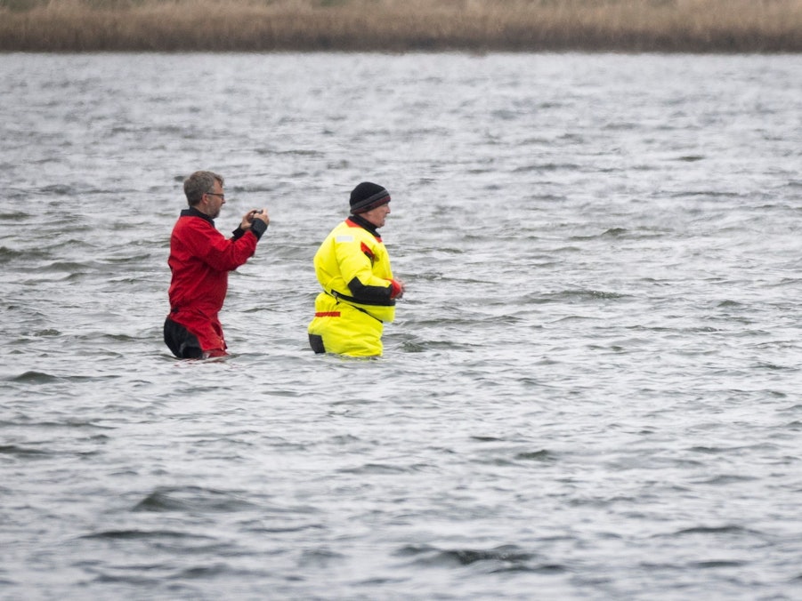 Weitere Entwicklung zum Buckelwal in der Ostsee