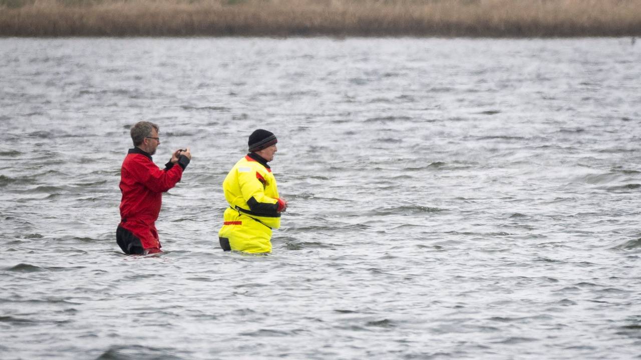 Weitere Entwicklung zum Buckelwal in der Ostsee