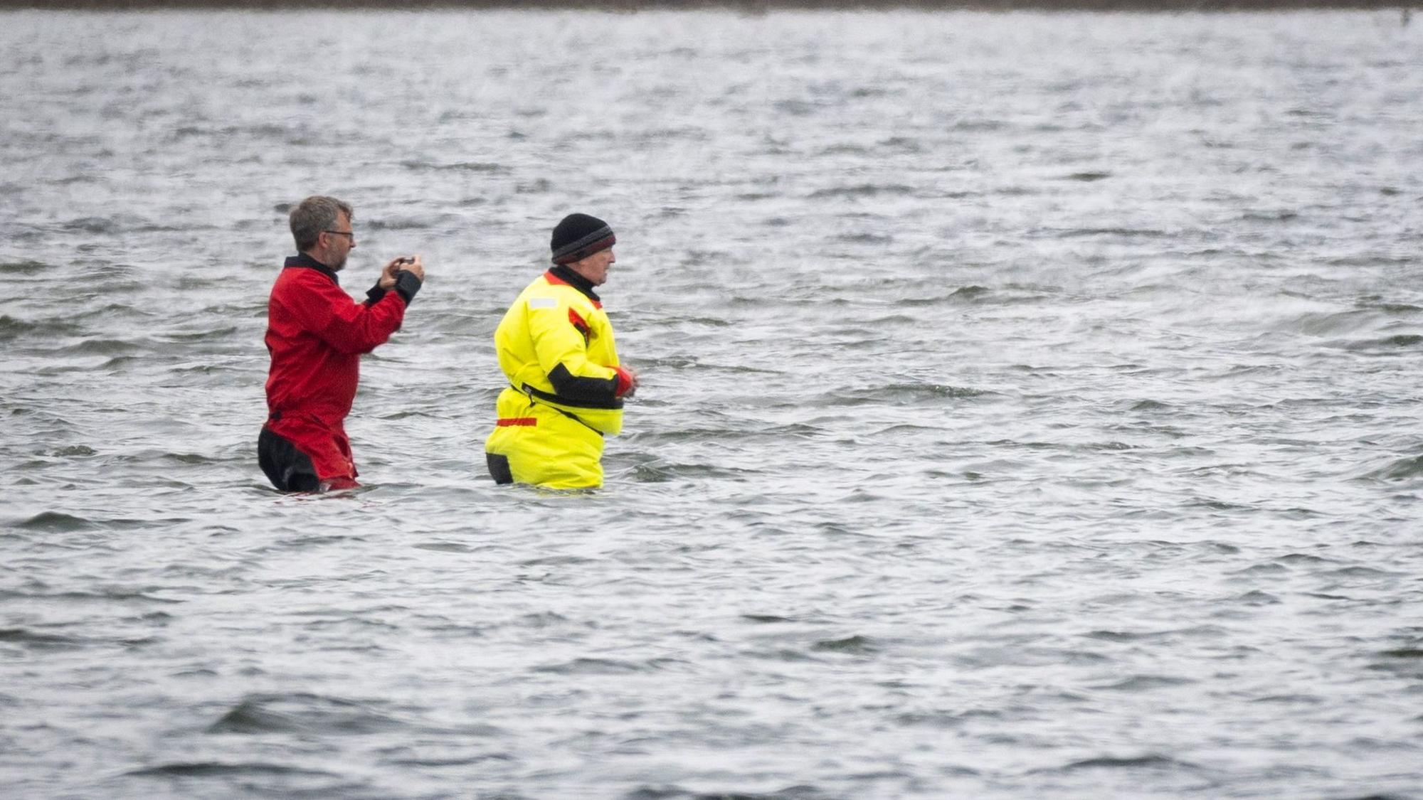 Weitere Entwicklung zum Buckelwal in der Ostsee