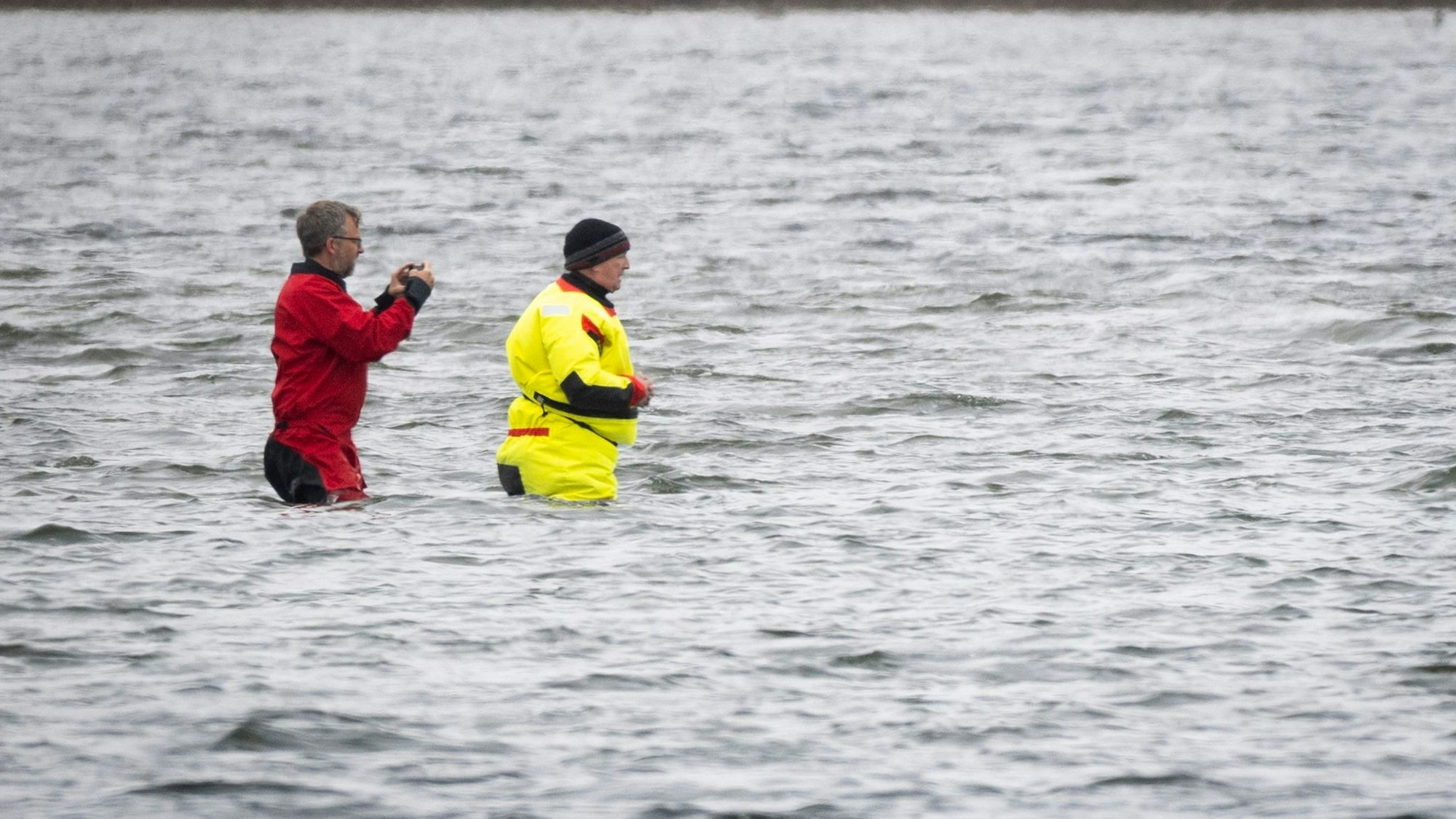 Weitere Entwicklung zum Buckelwal in der Ostsee