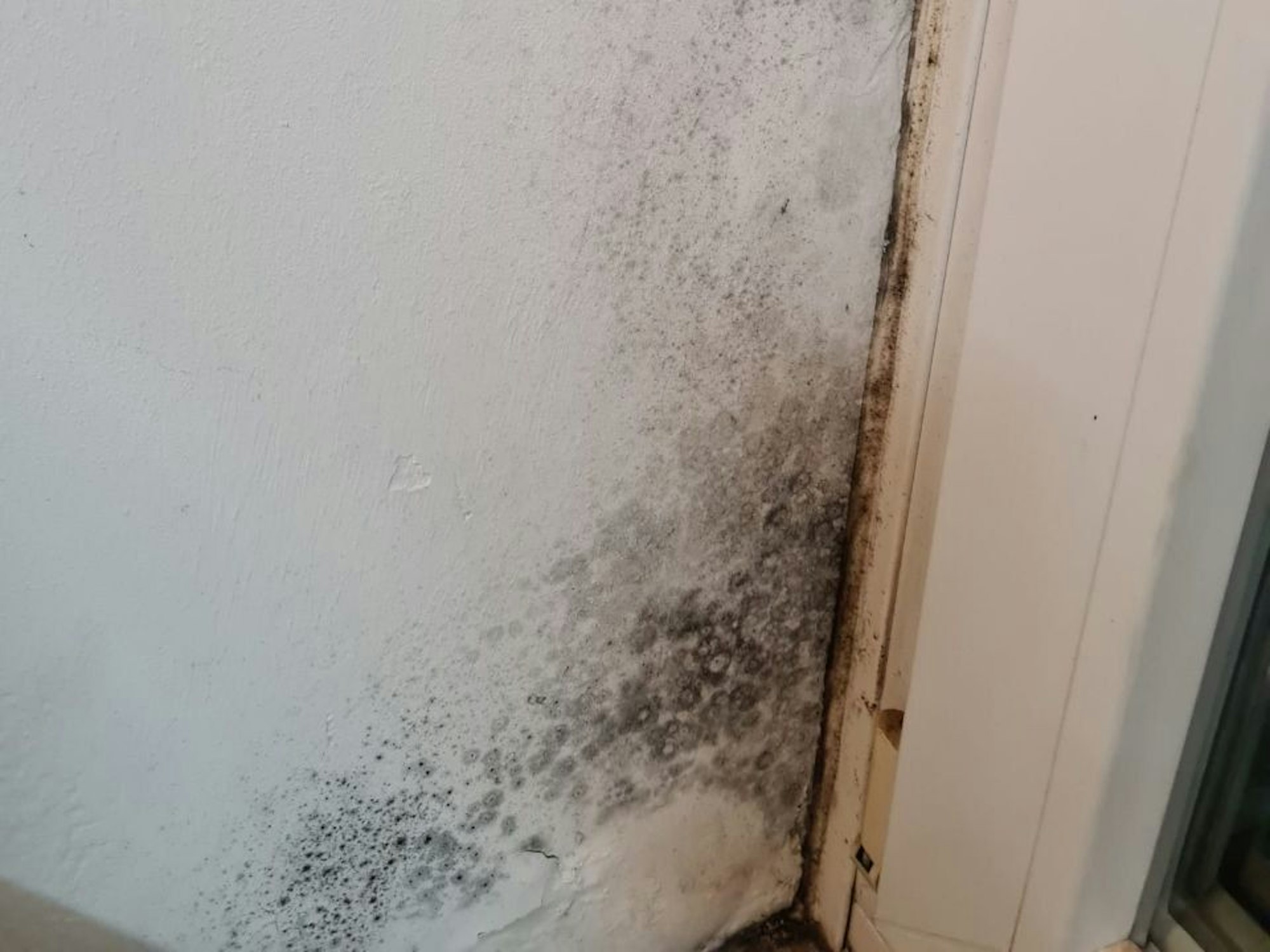 Schimmel! Die Wohnsituation in der Osloer Straße ist kaum zu ertragen.