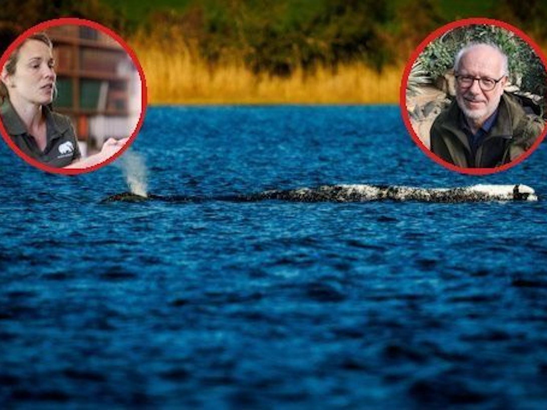 Die Collage zeigt den in der Ostsee gestrandeten Buckelwal Timmy, dazu die Kölner Zoo-Tierärztin Sandra Marcordes (l.) und den Kölner Zoo-Direktor Dr Theo Pagel.