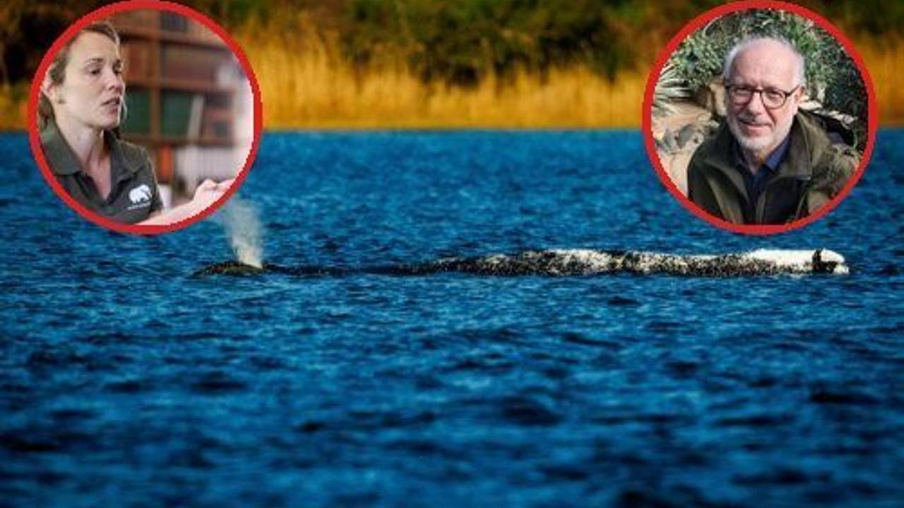 Die Collage zeigt den in der Ostsee gestrandeten Buckelwal Timmy, dazu die Kölner Zoo-Tierärztin Sandra Marcordes (l.) und den Kölner Zoo-Direktor Dr Theo Pagel.