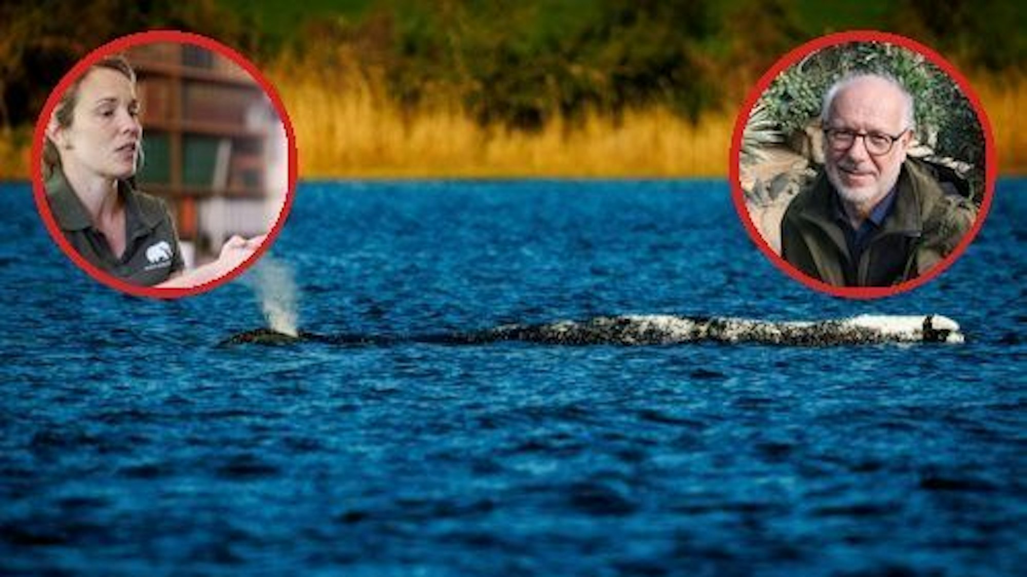 Die Collage zeigt den in der Ostsee gestrandeten Buckelwal Timmy, dazu die Kölner Zoo-Tierärztin Sandra Marcordes (l.) und den Kölner Zoo-Direktor Dr Theo Pagel.