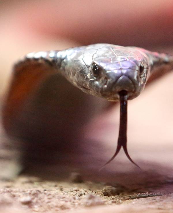 Eine giftige arabische Kobra kriecht durch ihr Terrarium im Terrazoo Rheinberg.