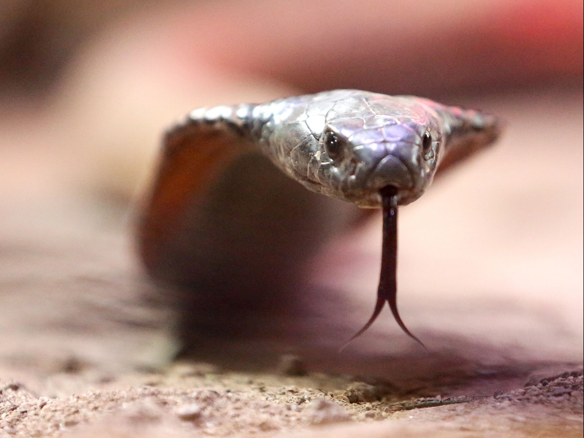 Eine giftige arabische Kobra kriecht durch ihr Terrarium im Terrazoo Rheinberg.