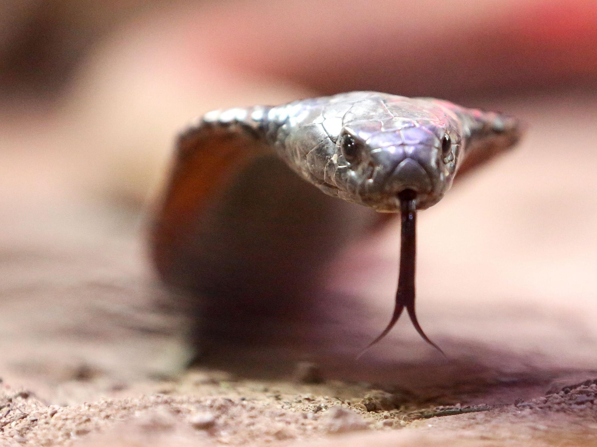 Eine giftige arabische Kobra kriecht durch ihr Terrarium im Terrazoo Rheinberg.