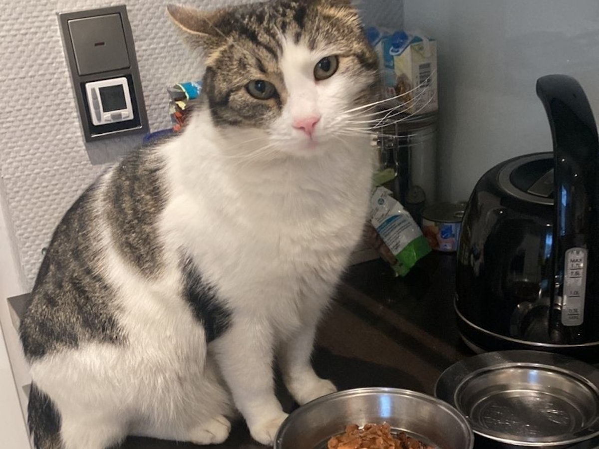 Eine Katze sitzt vor ihrem Fressnapf.