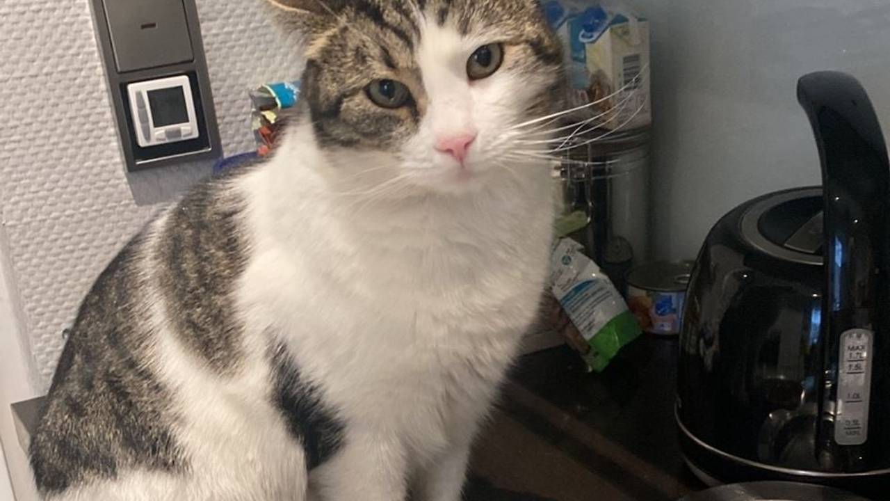 Eine Katze sitzt vor ihrem Fressnapf.