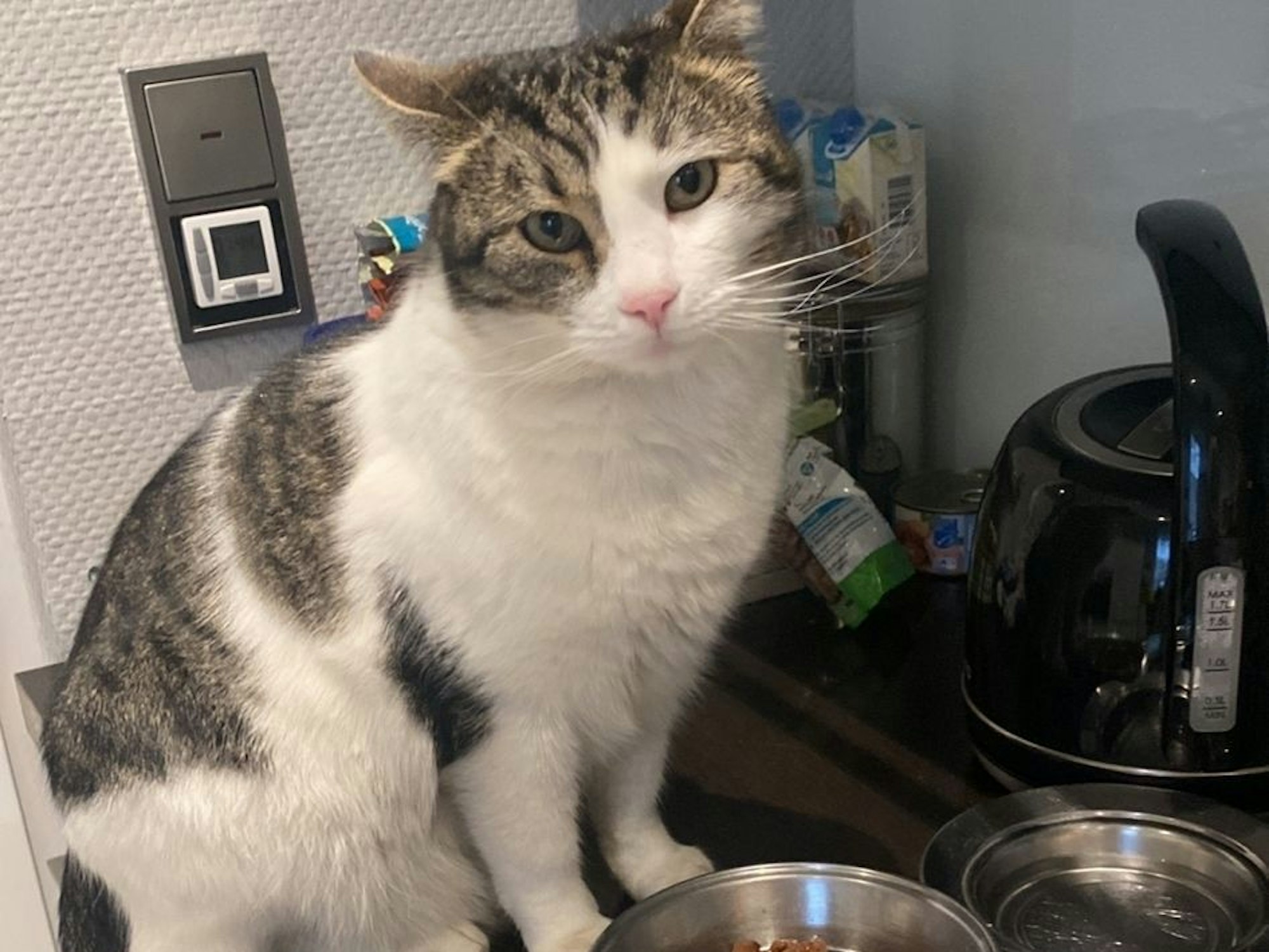 Eine Katze sitzt vor ihrem Fressnapf.