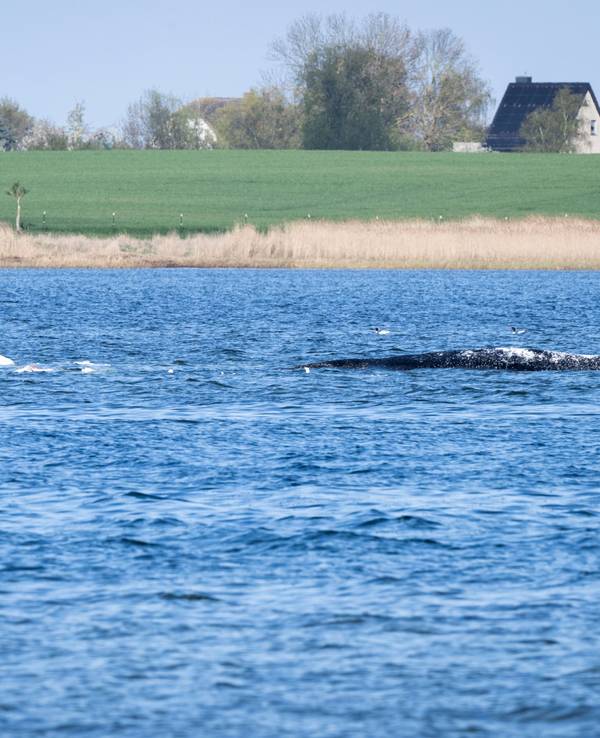 Der gestrandete Buckelwal ist umgeben von Sandsäcken. Diese sollen das Tier bei der geplanten Bergung davon abhalten, noch tiefer in den Flachwasser-Bereich zu schwimmen.