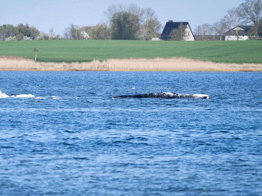 Der gestrandete Buckelwal ist umgeben von Sandsäcken. Diese sollen das Tier bei der geplanten Bergung davon abhalten, noch tiefer in den Flachwasser-Bereich zu schwimmen.