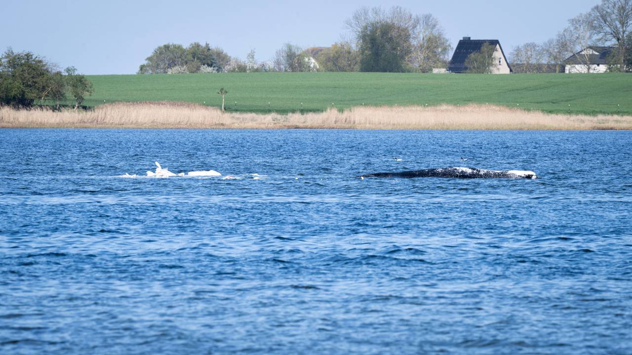 Der gestrandete Buckelwal ist umgeben von Sandsäcken. Diese sollen das Tier bei der geplanten Bergung davon abhalten, noch tiefer in den Flachwasser-Bereich zu schwimmen.