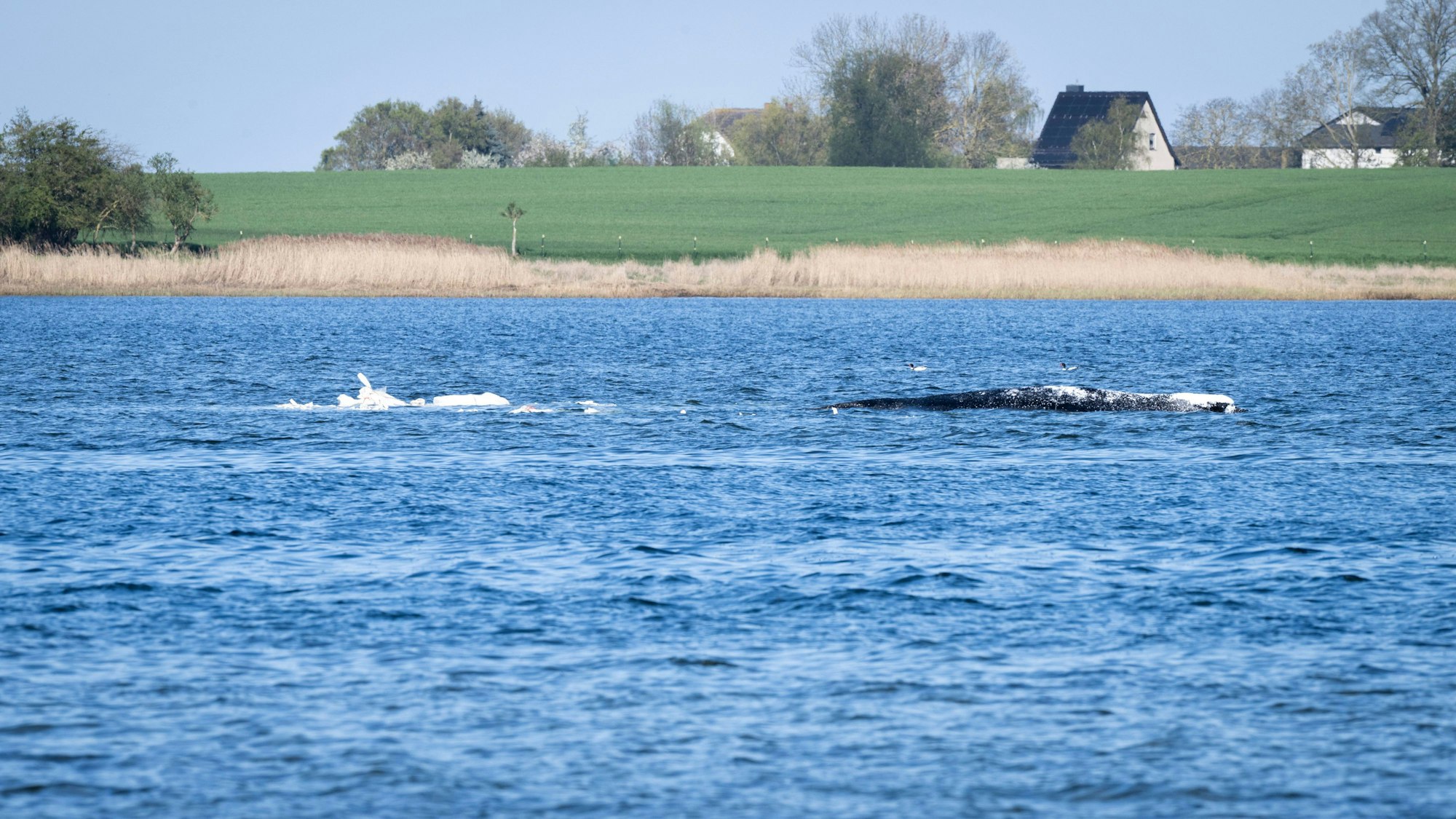 Der gestrandete Buckelwal ist umgeben von Sandsäcken. Diese sollen das Tier bei der geplanten Bergung davon abhalten, noch tiefer in den Flachwasser-Bereich zu schwimmen.