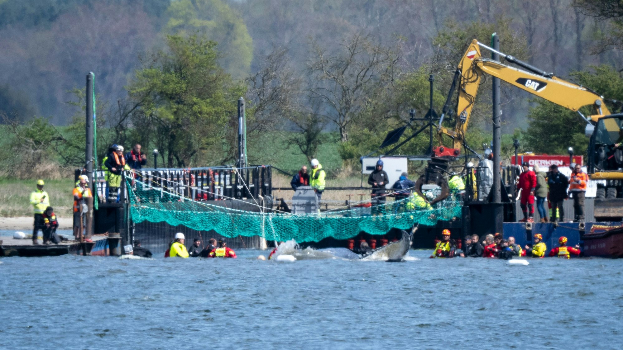 Der Buckelwal schwimmt vor der Insel Poel in Richtung eines Transportschiffes.