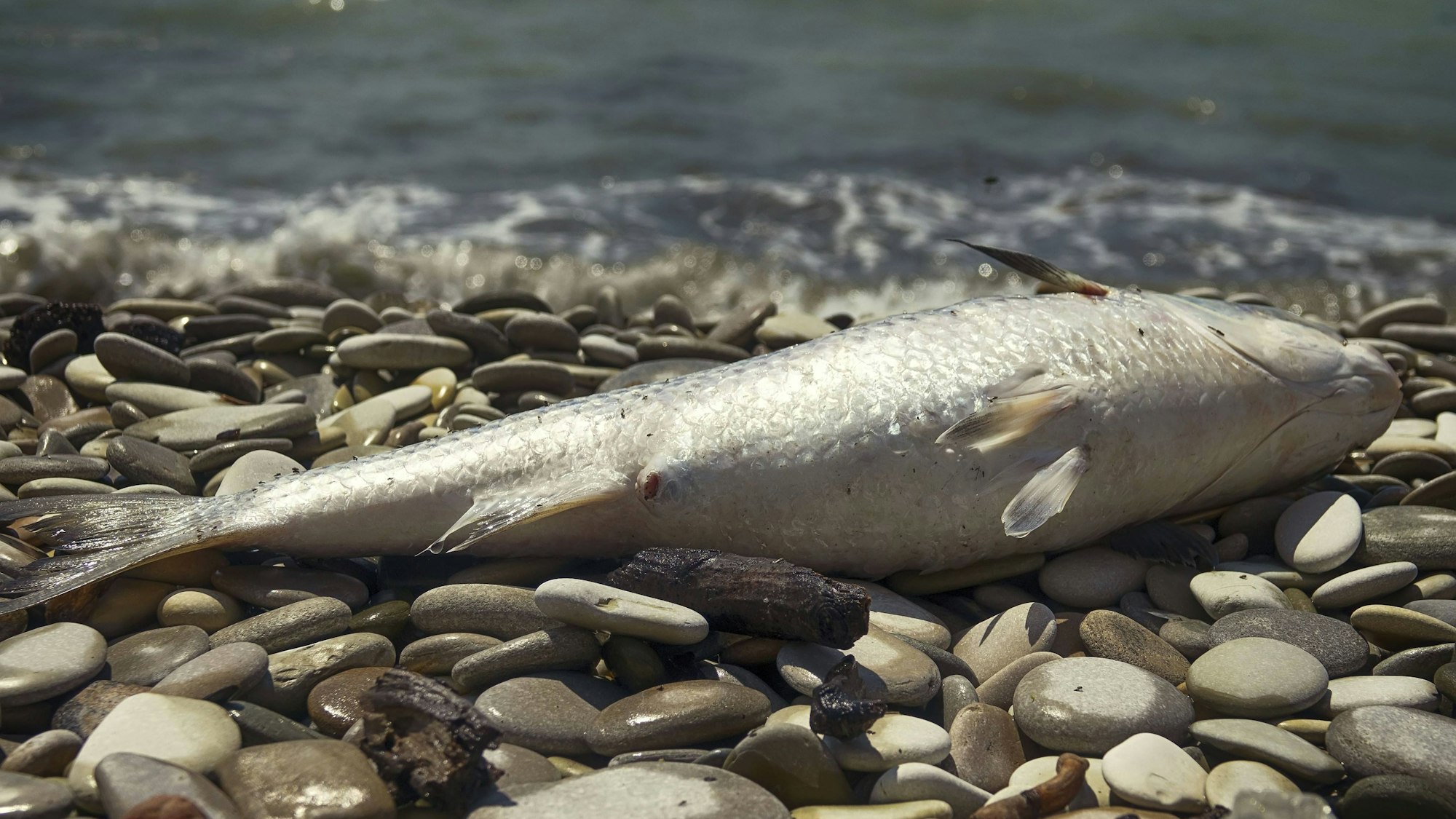 Toter Fisch am Strand