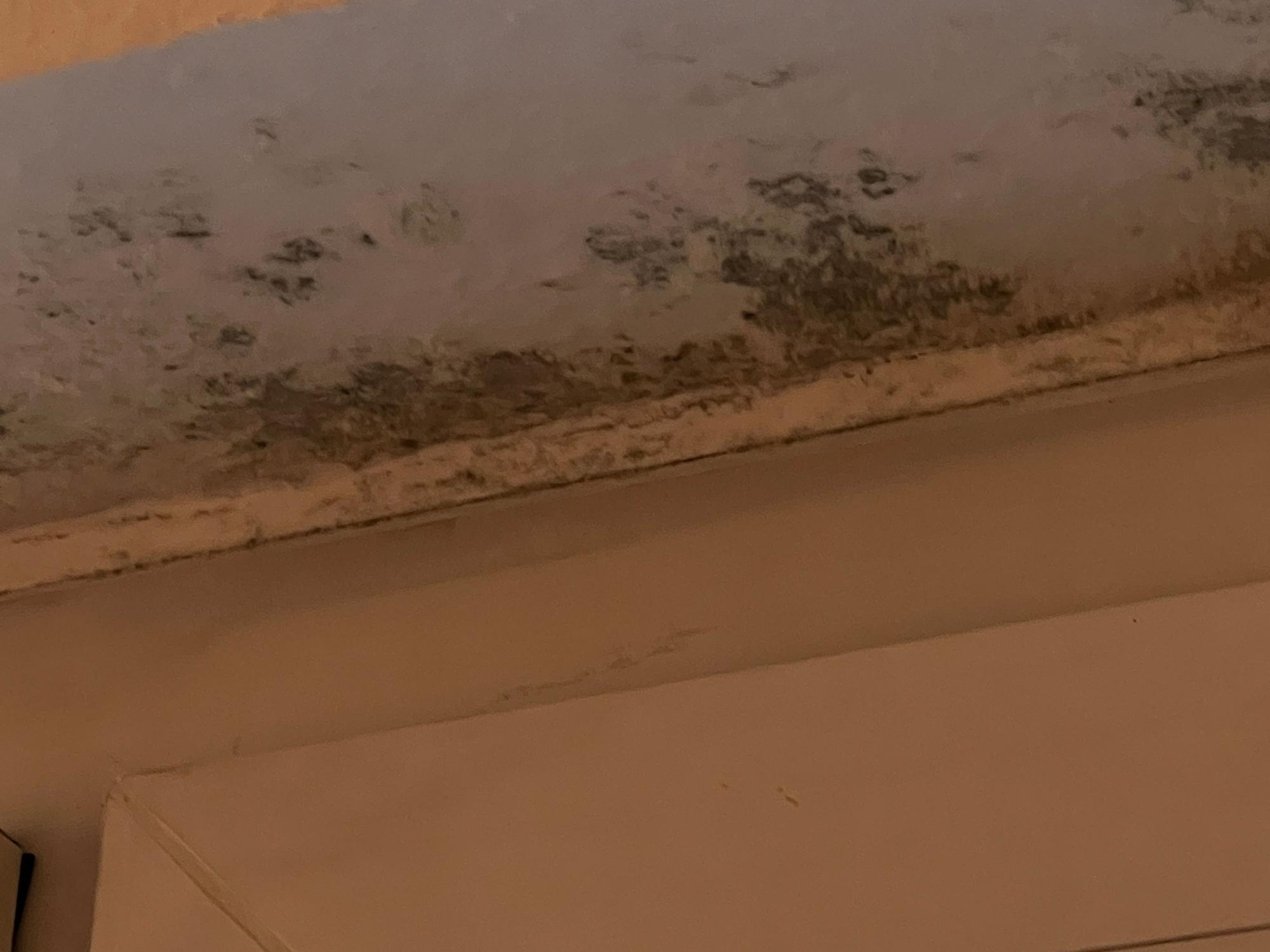 Schimmel über den Fenstern – auch dieses Foto dokumentiert den Zustand der Wohnung beim Einzug.