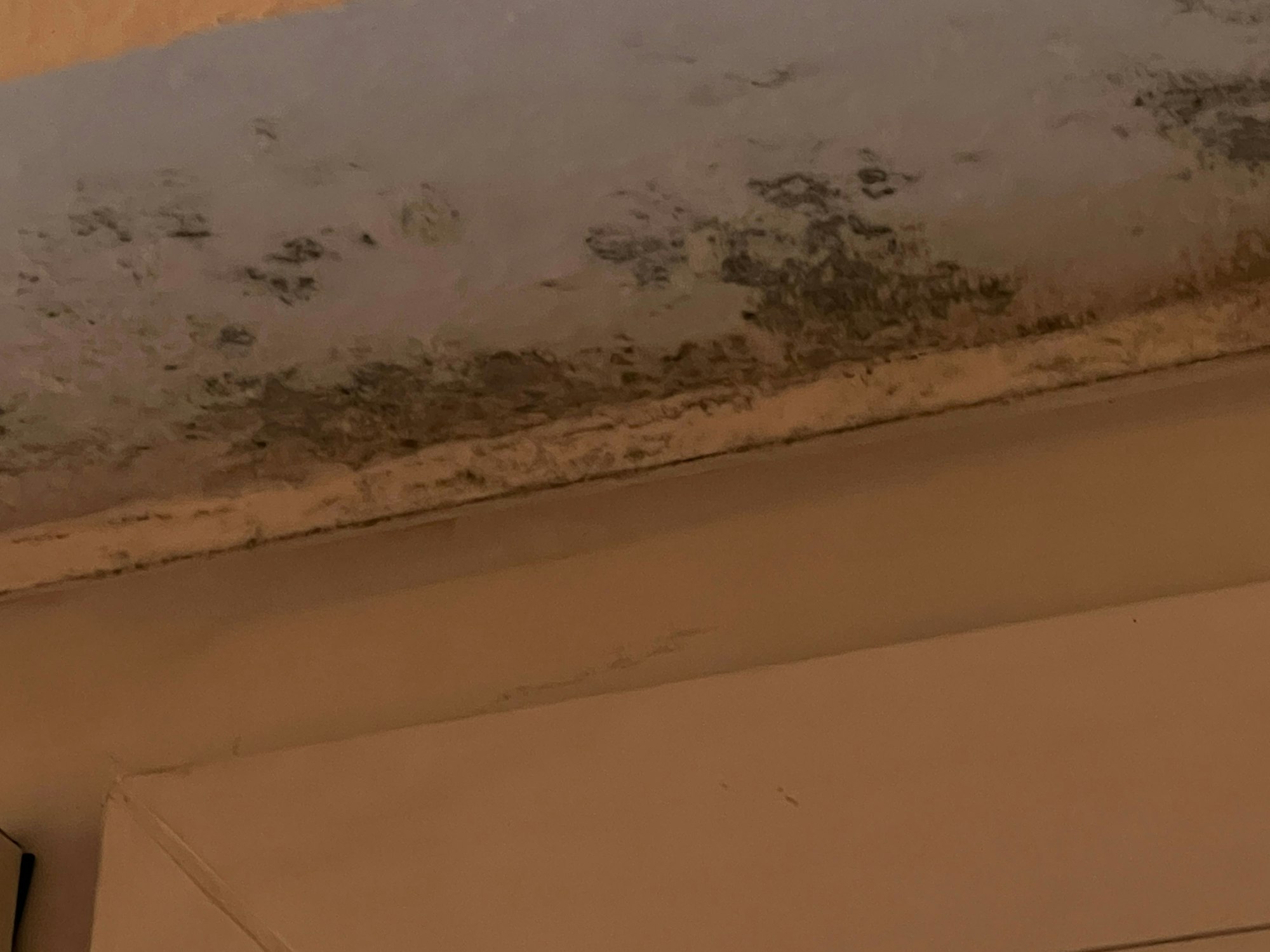 Schimmel über den Fenstern – auch dieses Foto dokumentiert den Zustand der Wohnung beim Einzug.