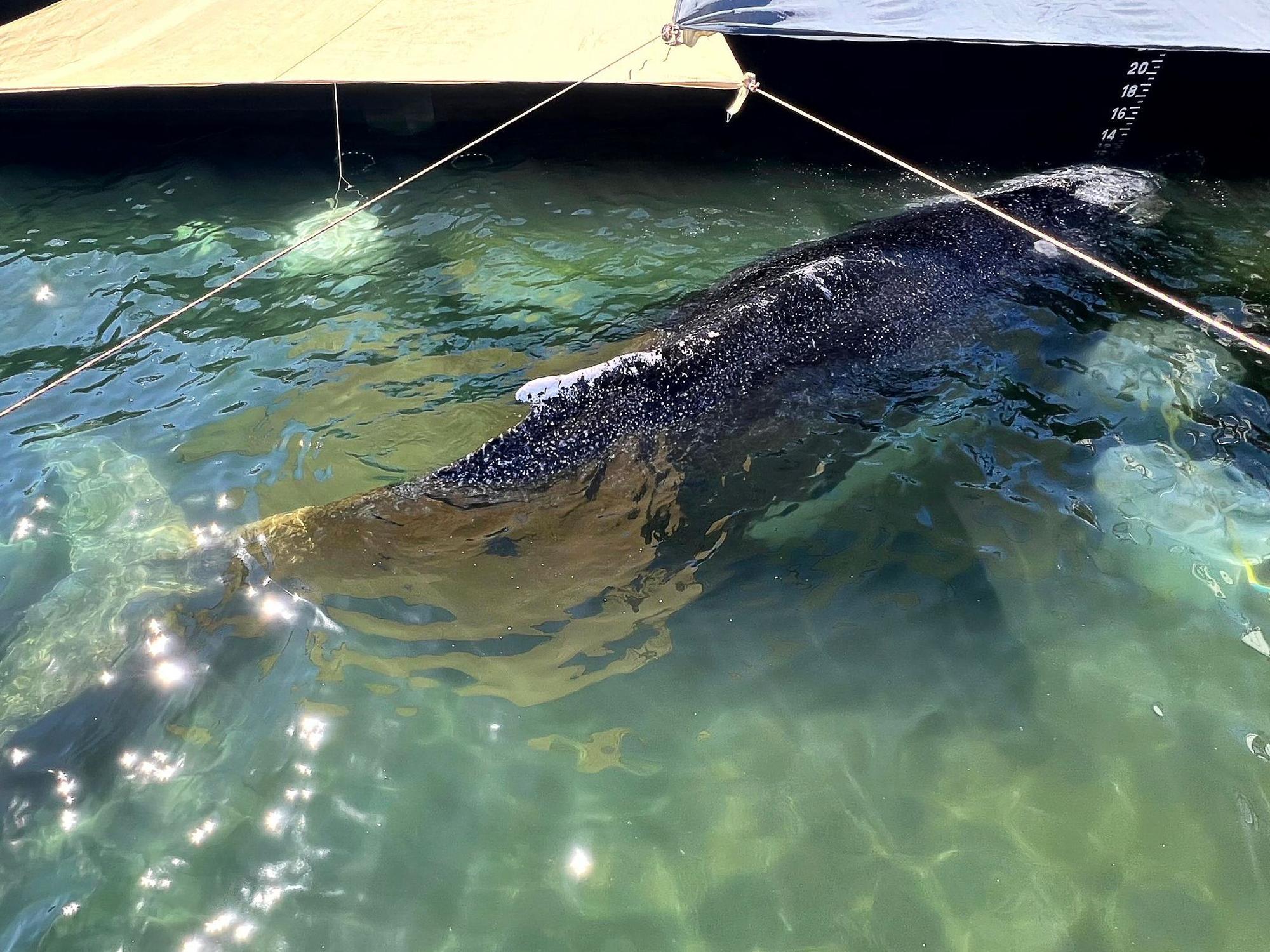 Dieses von der Rettungsinitiative zur Verfügung gestellte Foto zeigt den Buckelwal in einem gefluteten Lastschiff in der Ostsee. Der aus einer flachen Bucht vor Wismar geborgene Buckelwal wird in Richtung Nordsee transportiert.
