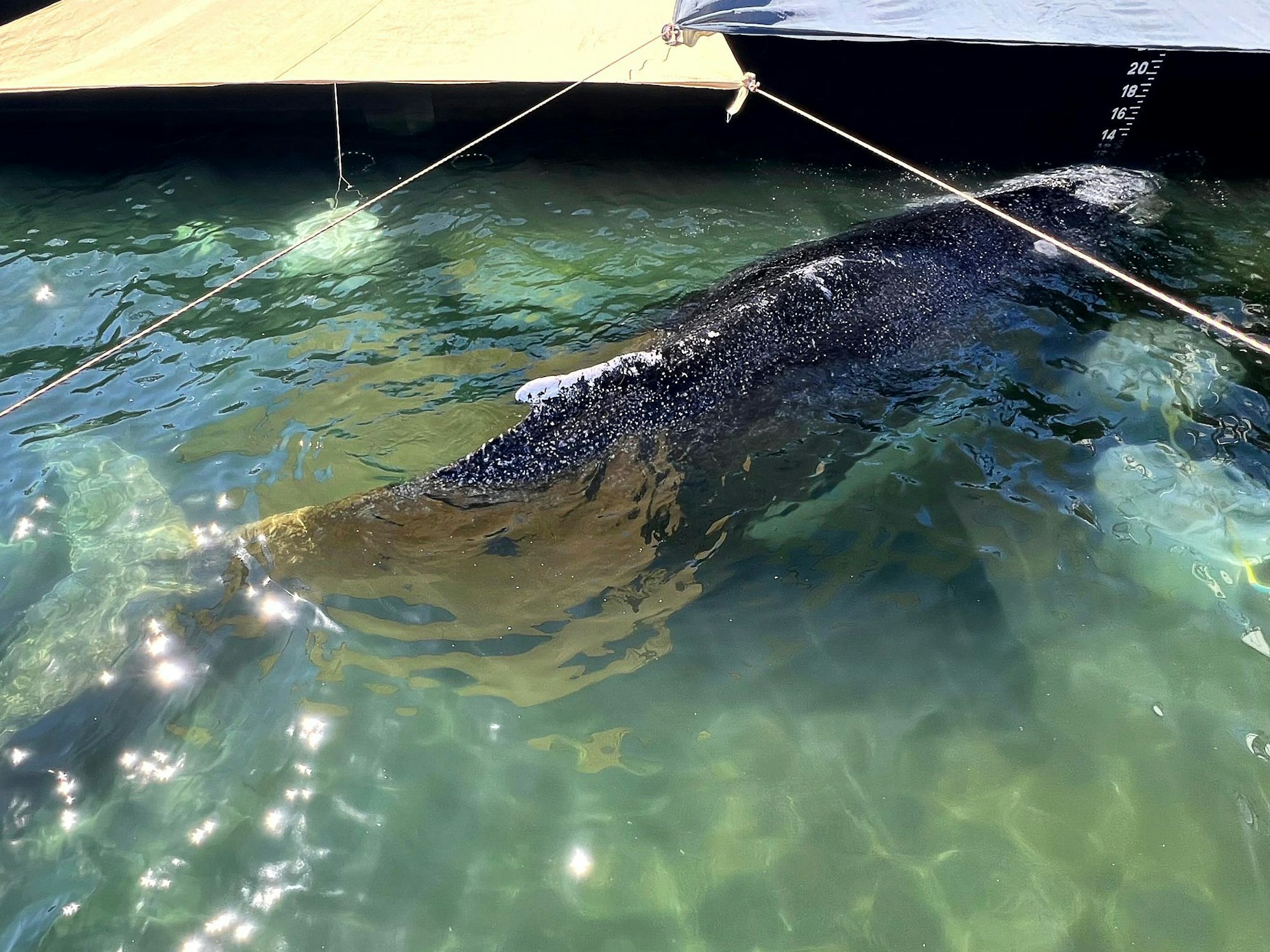 Dieses von der Rettungsinitiative zur Verfügung gestellte Foto zeigt den Buckelwal in einem gefluteten Lastschiff in der Ostsee. Der aus einer flachen Bucht vor Wismar geborgene Buckelwal wird in Richtung Nordsee transportiert.