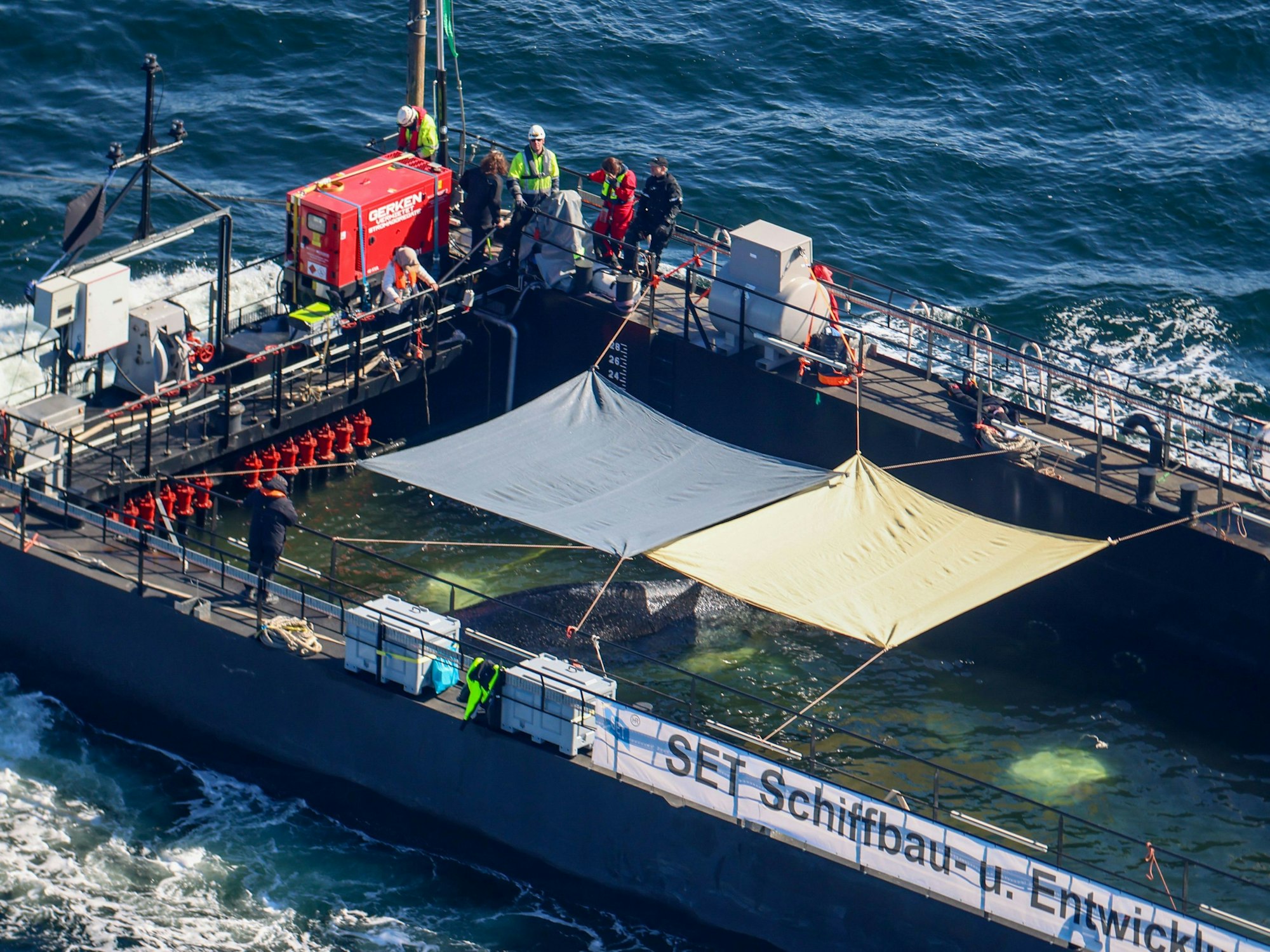 Der Buckelwal wird in seiner Barge vom Schlepper Fortuna B entlang der dänischen Küste in Höhe Aarhus in Richtung Nordsee durch die Ostsee gezogen.