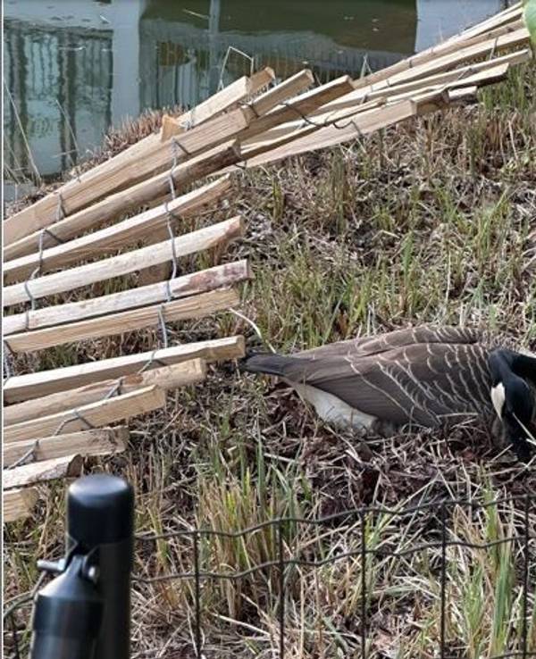 Eine Gans sitzt auf ihrem Nest.