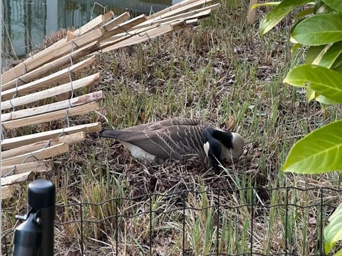 Eine Gans sitzt auf ihrem Nest.