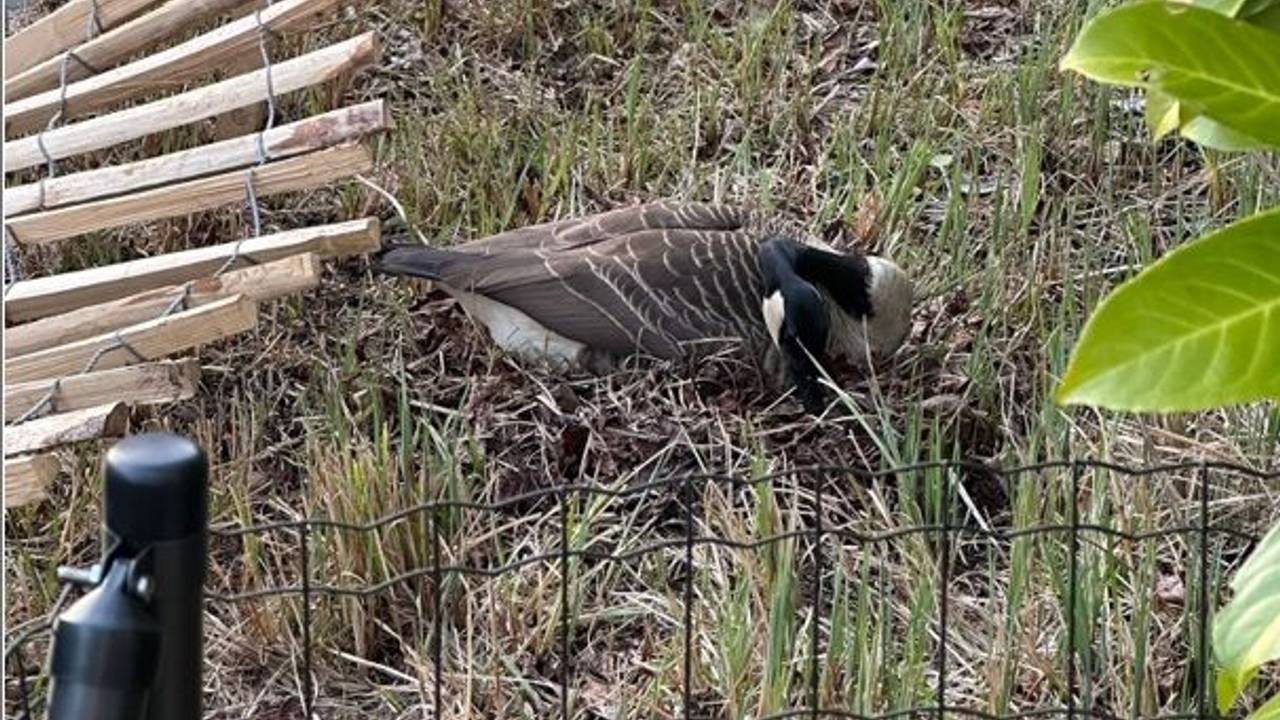 Eine Gans sitzt auf ihrem Nest.