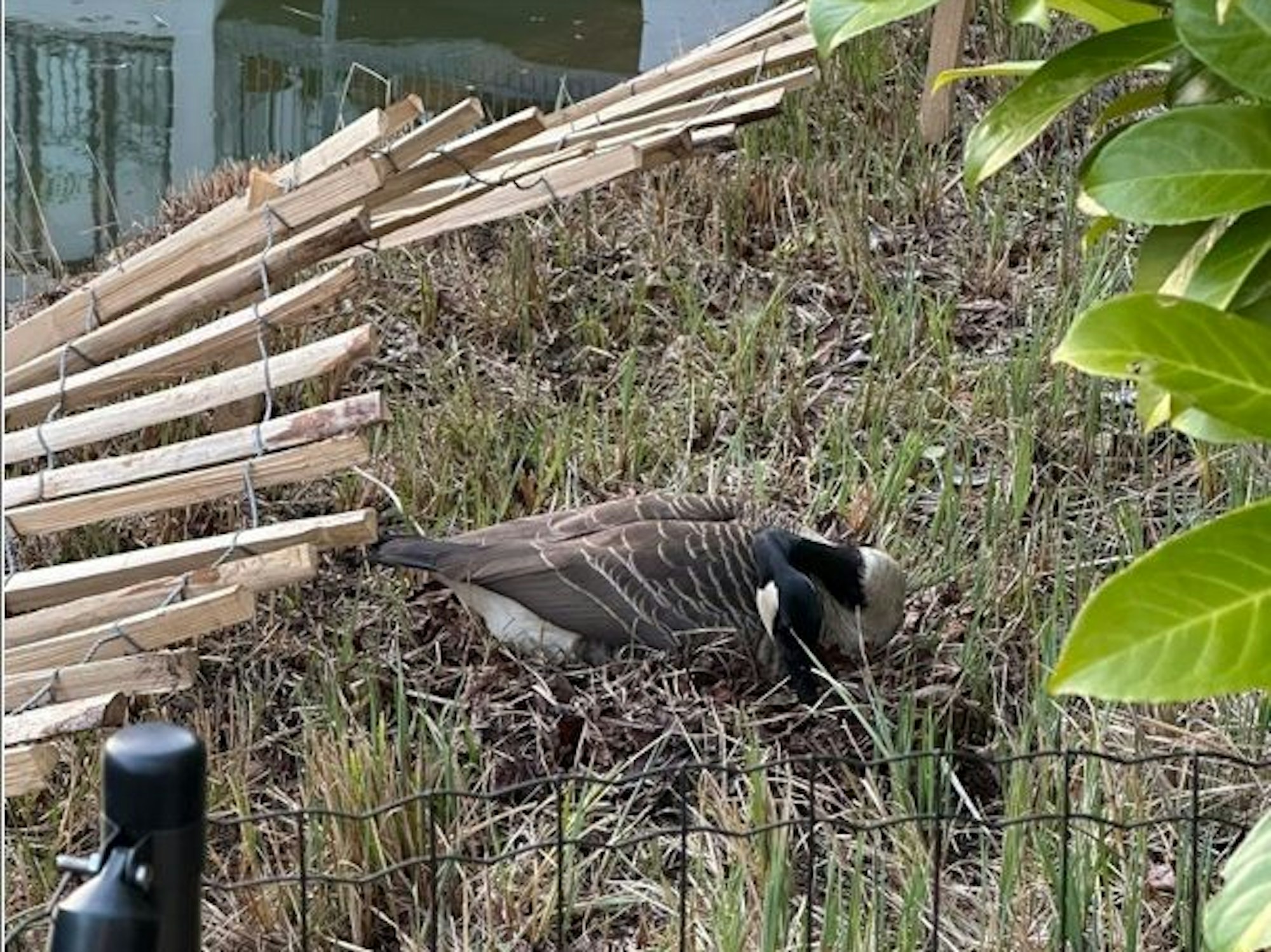 Eine Gans sitzt auf ihrem Nest.