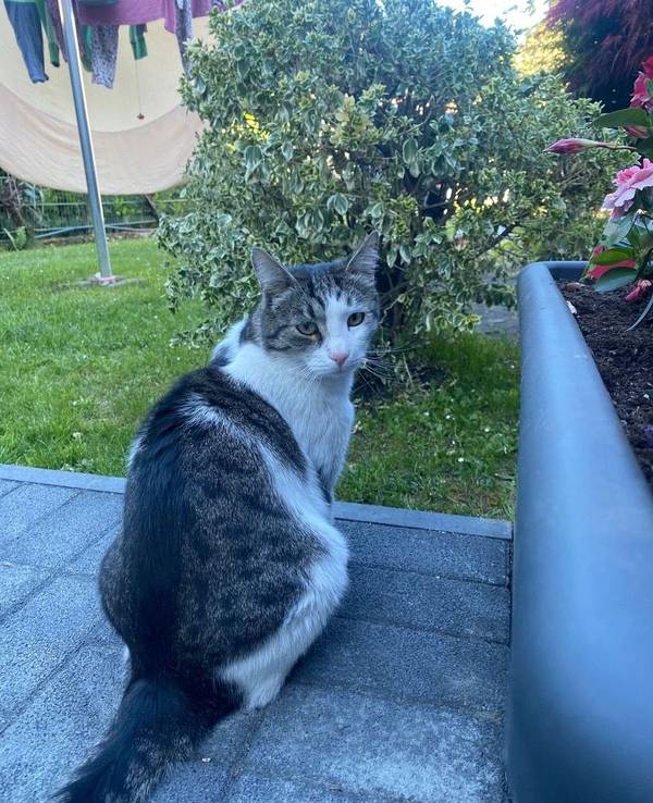 Happy End in Porz: Kater Georgy ist wieder da.