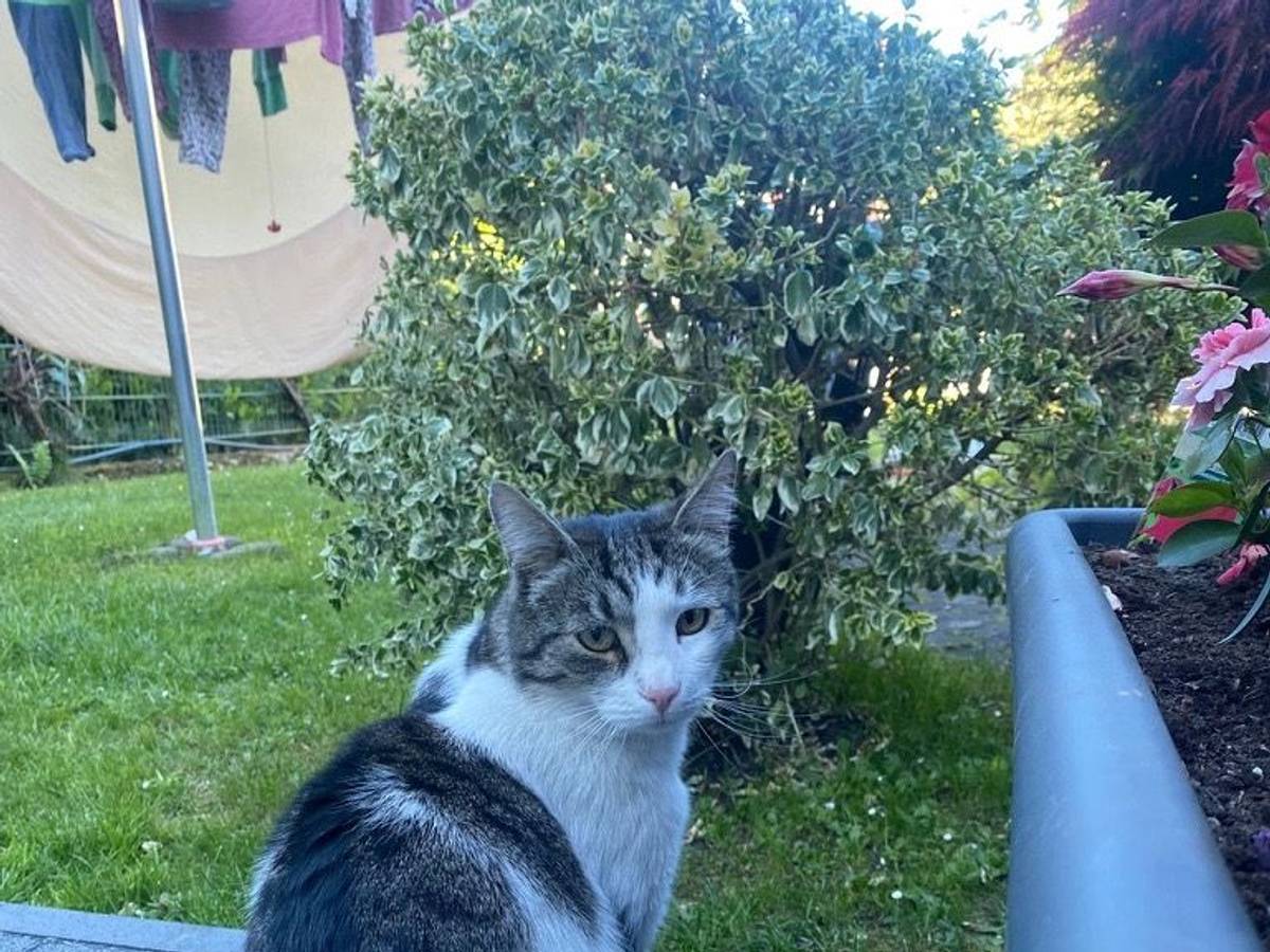 Happy End in Porz: Kater Georgy ist wieder da.