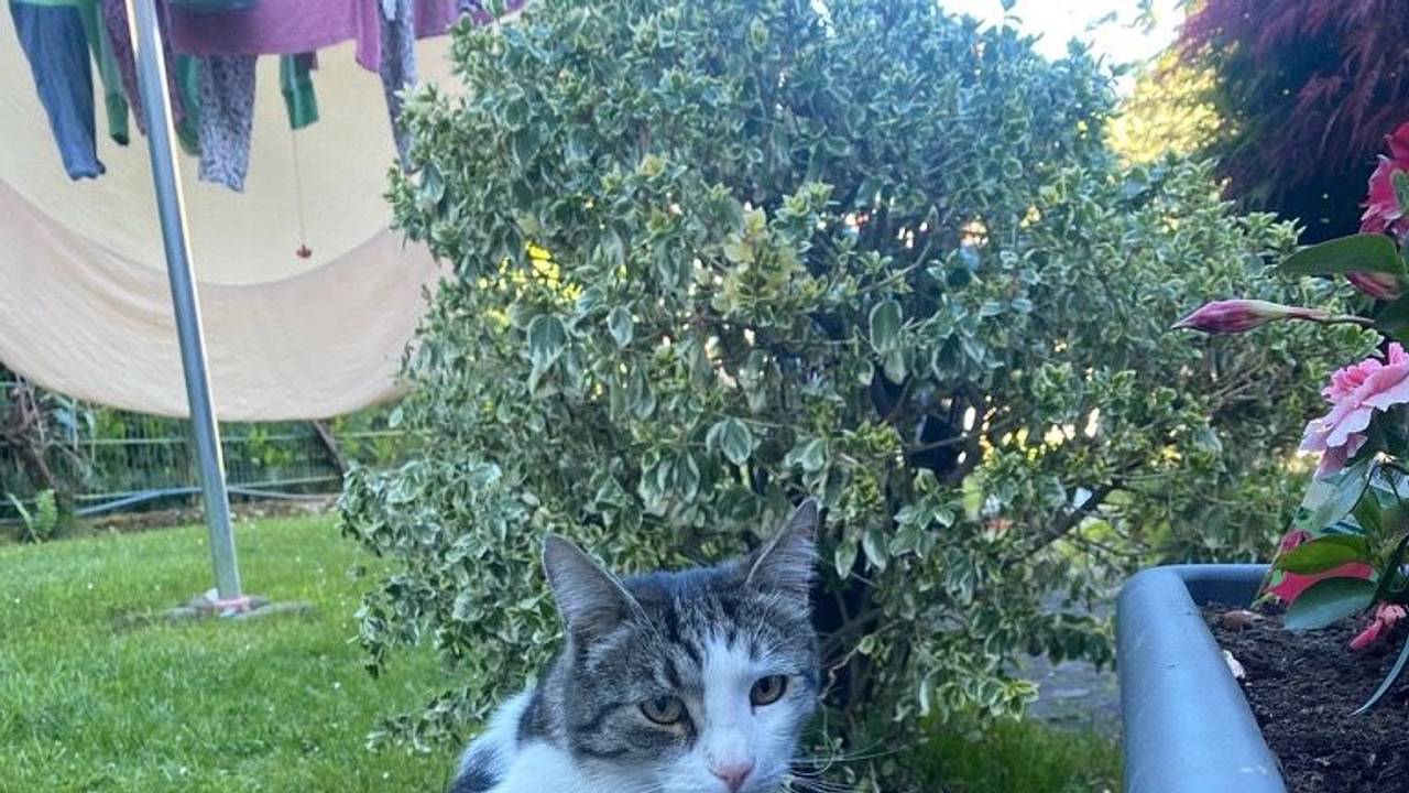 Happy End in Porz: Kater Georgy ist wieder da.