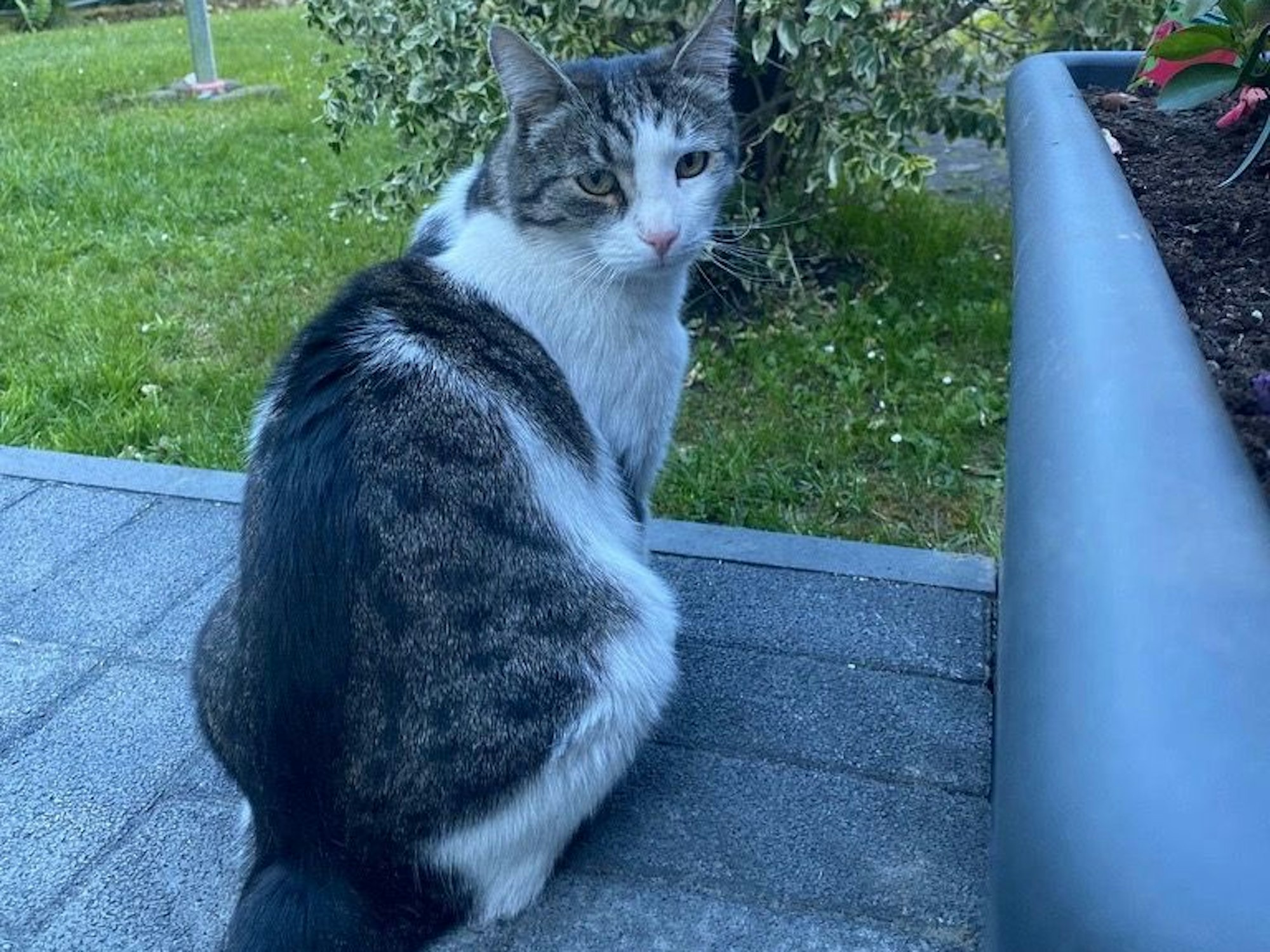 Happy End in Porz: Kater Georgy ist wieder da.