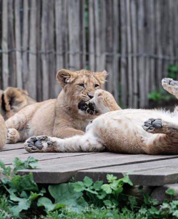 „Zohan“, „Prija“ und „Reeva“ sind die neuen Lieblinge im Kölner Zoo.